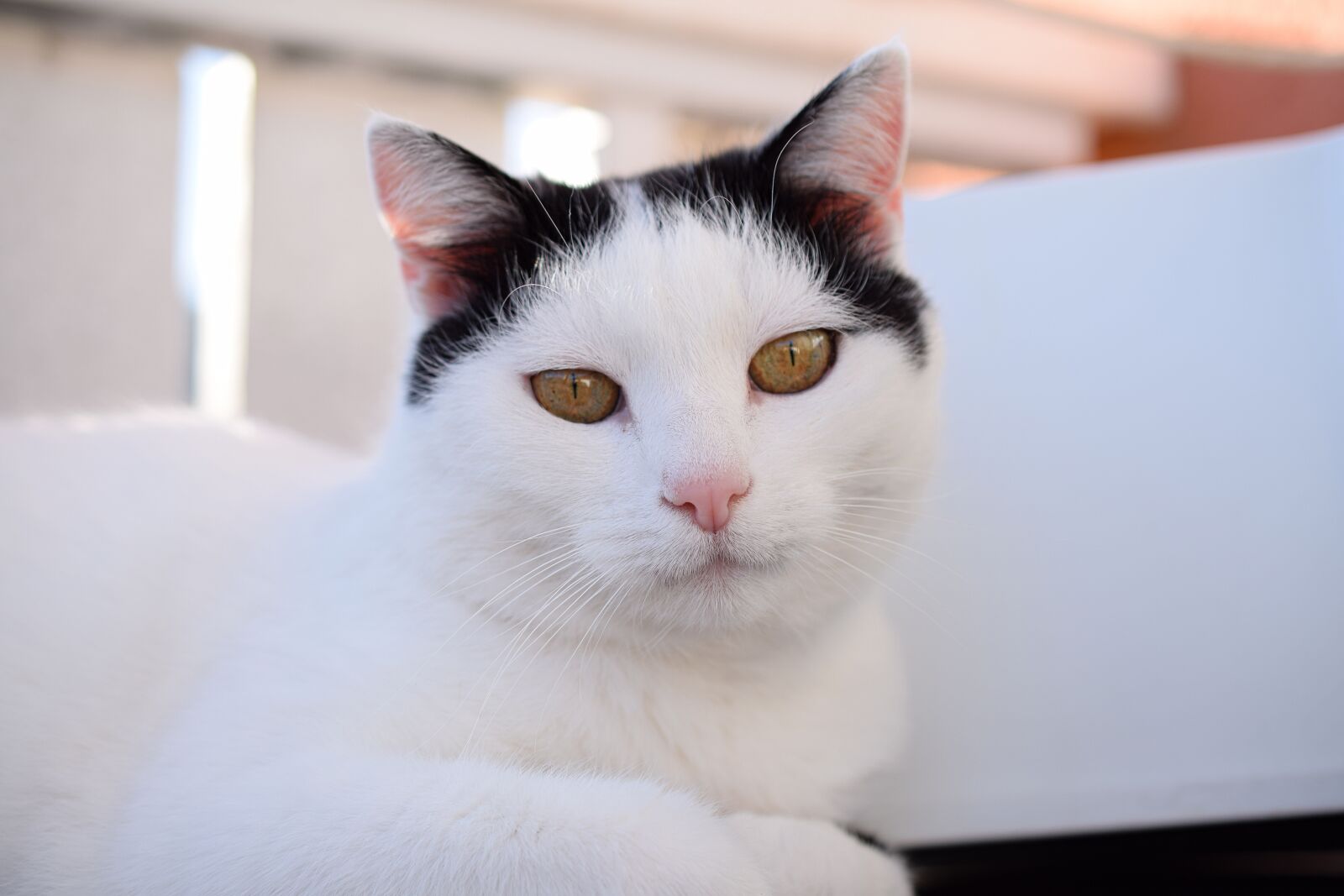 Nikon D5300 sample photo. Domestic cat, cat's eyes photography