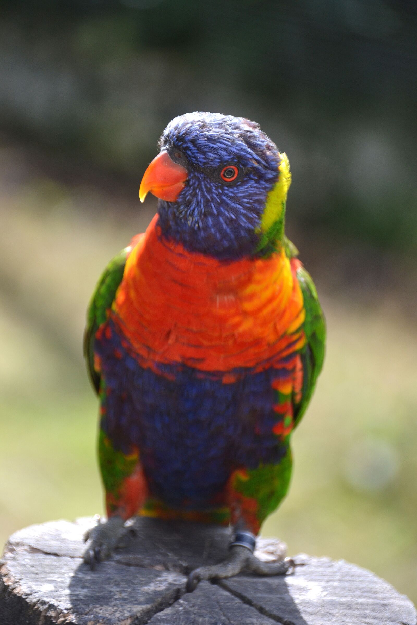 Nikon D3100 sample photo. Bird, colorful, funny photography