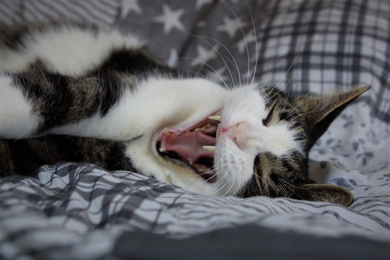 Sony SLT-A65 (SLT-A65V) + 24-70mm F2.8 sample photo. Animal, cat, tired photography