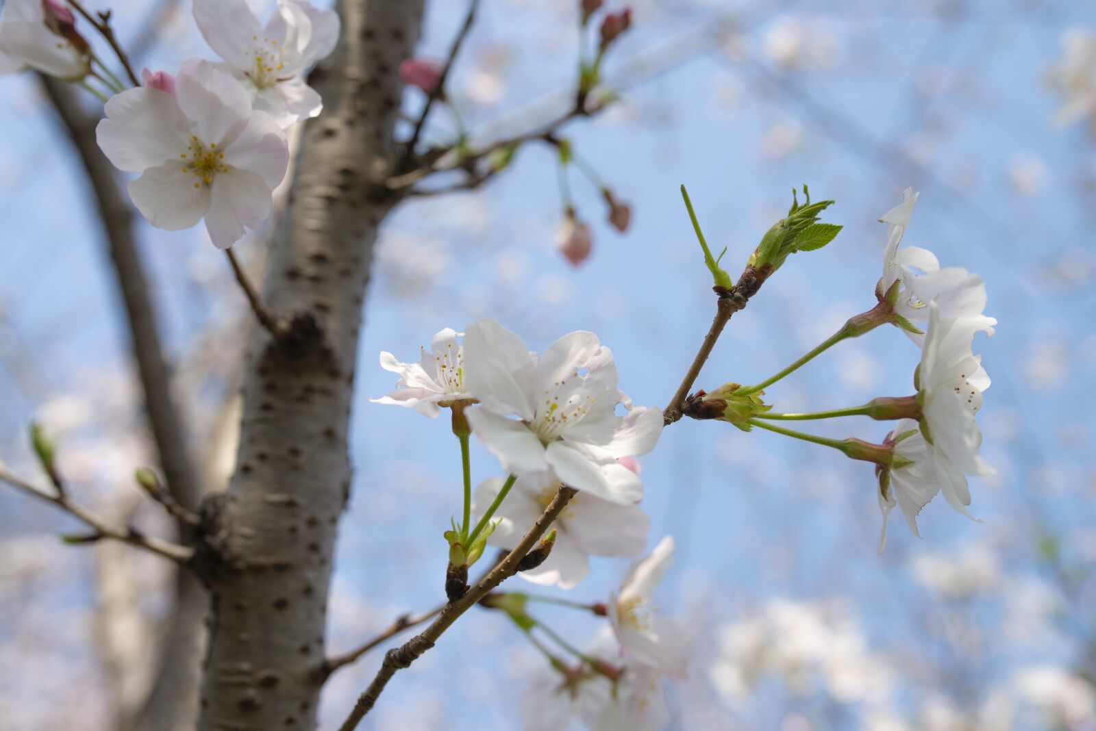 Nikon D610 sample photo. Sky, flower, peach blossom photography