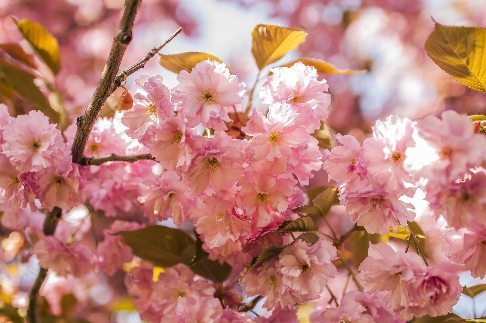 Nikon D90 sample photo. Sakura, cherry photography