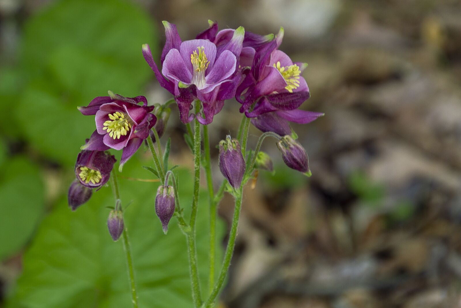 Nikon D3200 sample photo. Columbine, purple, flower photography