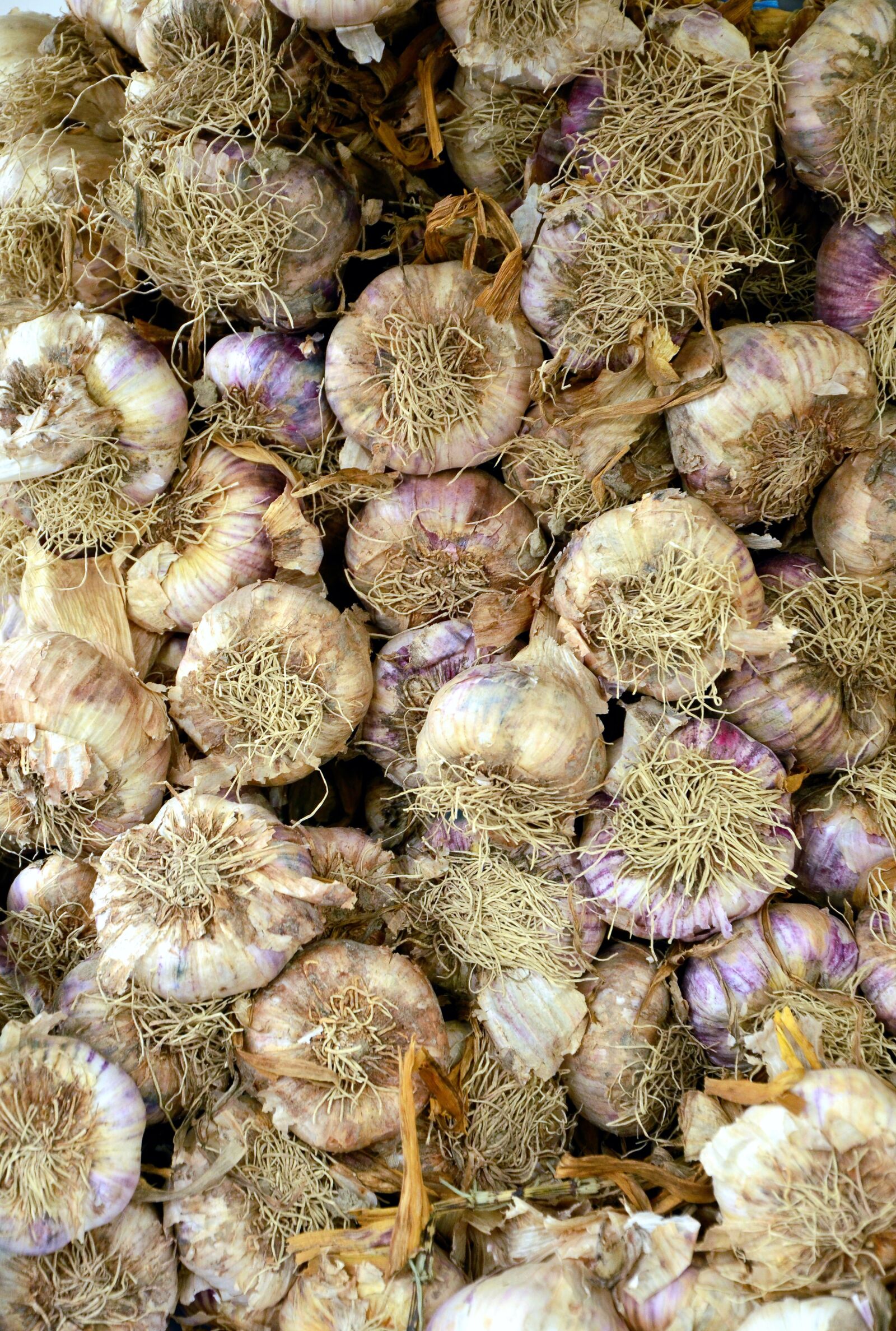 Nikon D5100 sample photo. Garlic, tuber, food photography