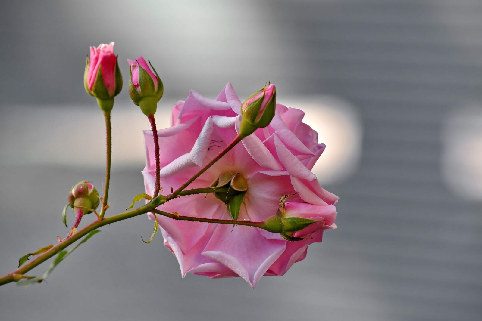Nikon D5500 sample photo. Beautiful image, flower bud photography