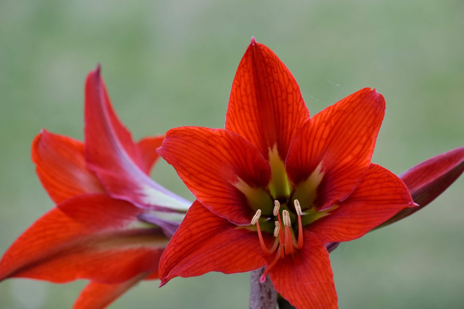 Nikon D5500 sample photo. Amaryllis, close-up, petals, pistil photography