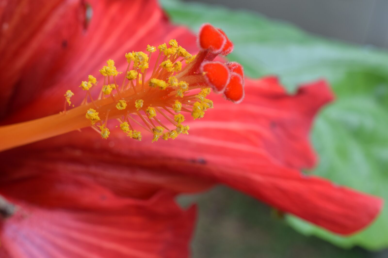 Nikon D5300 sample photo. Flower, pistil, red photography