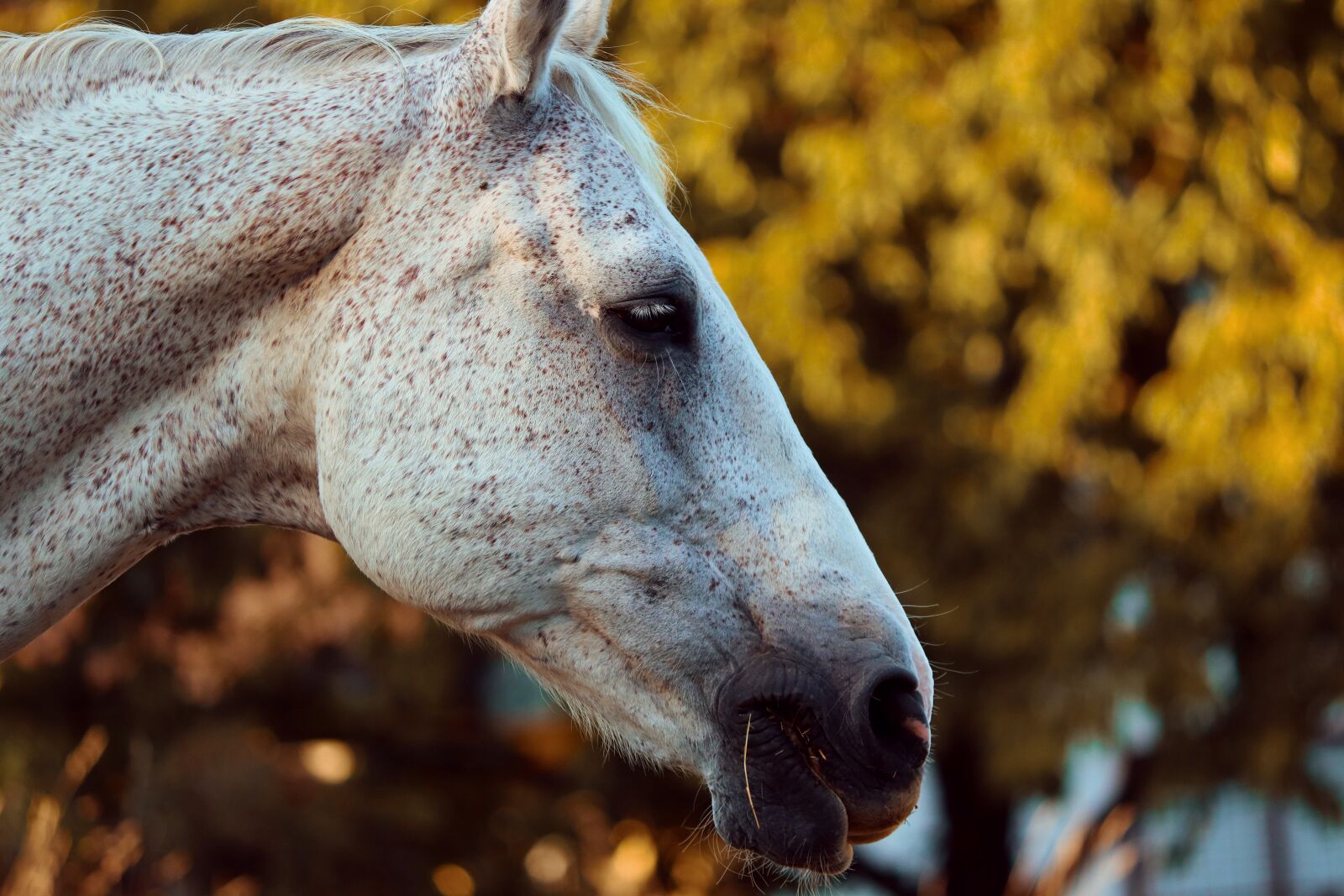 Canon EOS 200D (EOS Rebel SL2 / EOS Kiss X9) sample photo. Horse, head, horse head photography