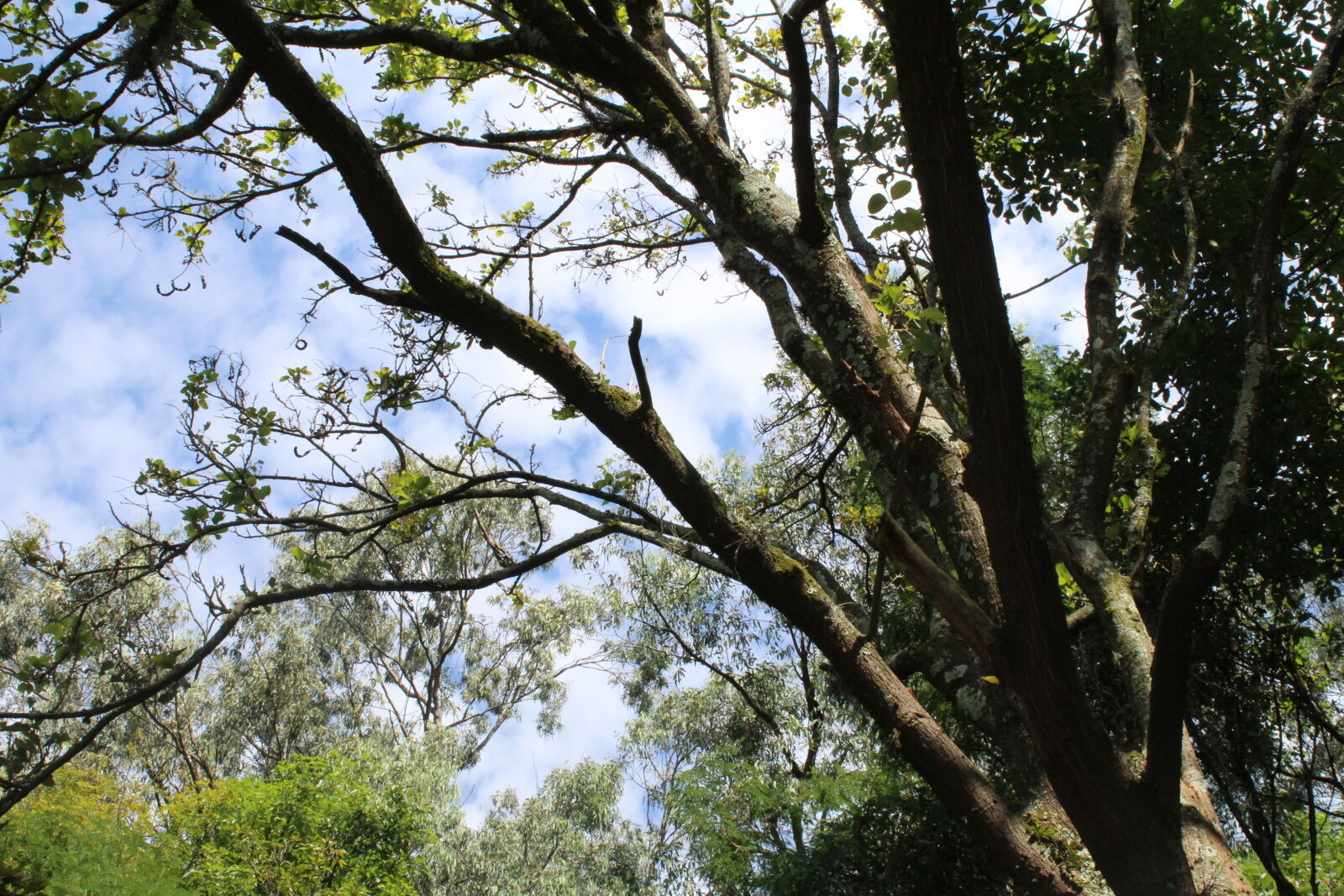 Canon EOS 1300D (EOS Rebel T6 / EOS Kiss X80) sample photo. Three, tree, branches photography