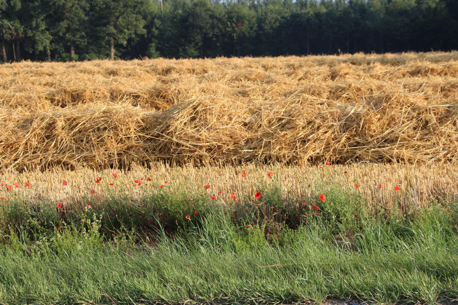 Canon EOS 700D (EOS Rebel T5i / EOS Kiss X7i) sample photo. Landscape, straw, poppy photography