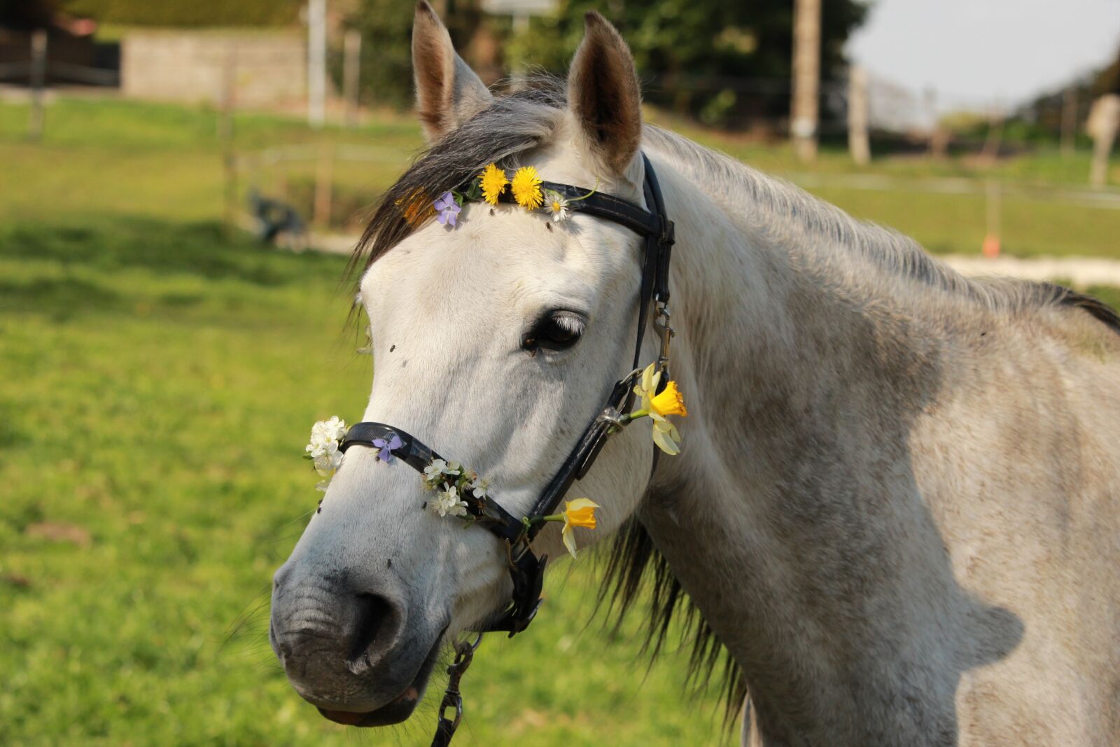 Canon EF-S 55-250mm F4-5.6 IS STM sample photo. Horse, horses, nature photography