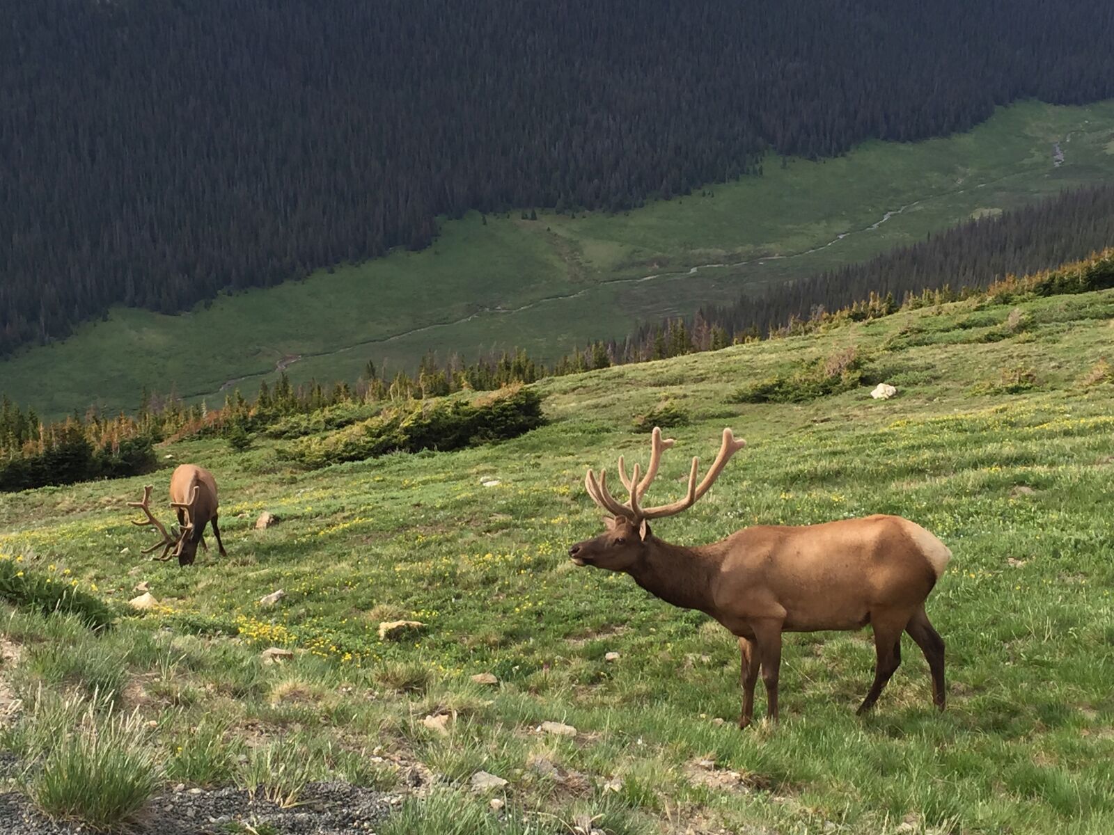 Apple iPhone 6 sample photo. Elk, rocky mountain national photography