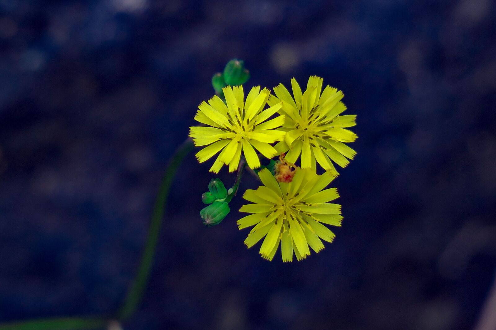 Canon PowerShot G3 X sample photo. Wild flowers, hong kong photography