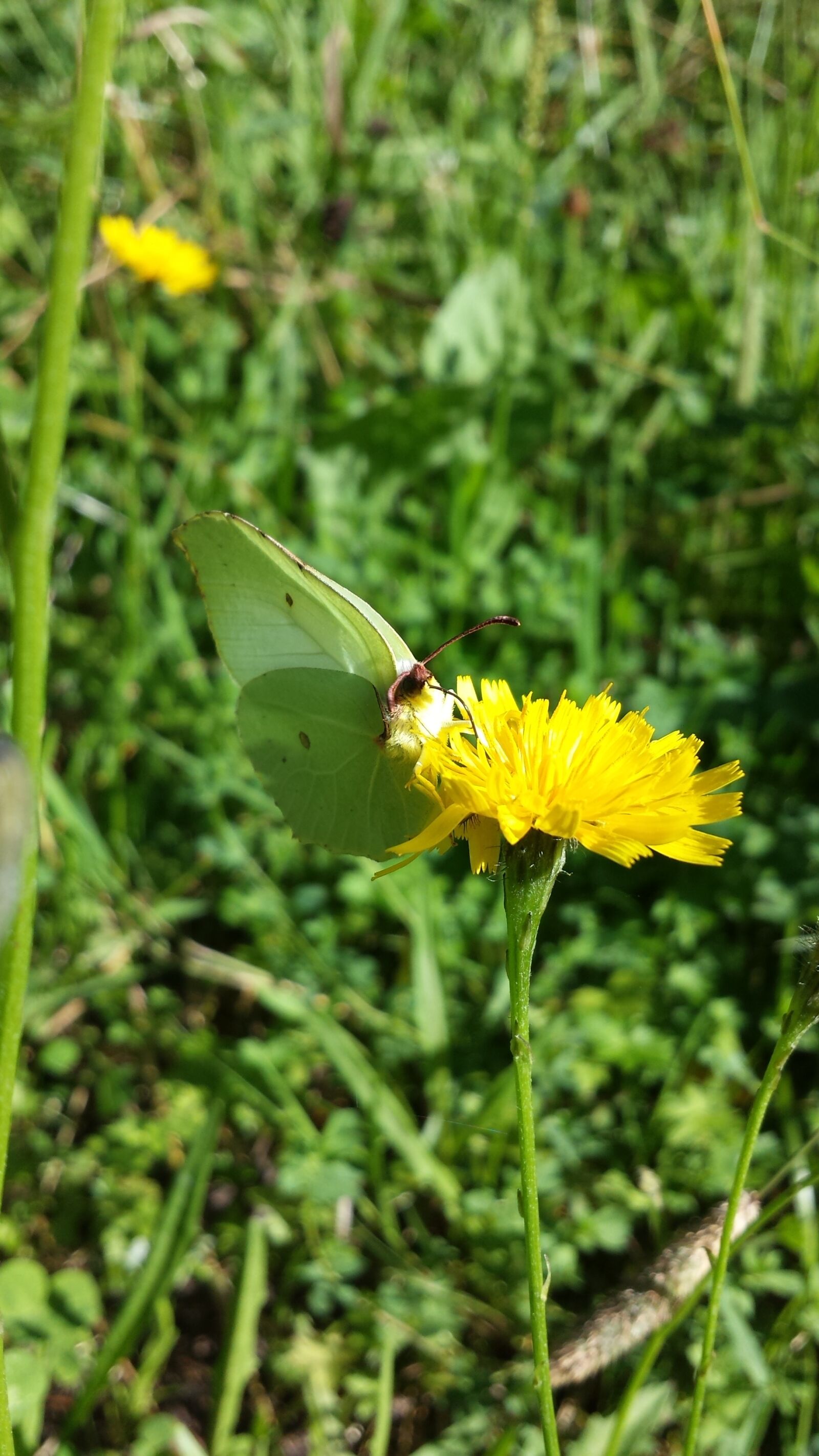 Samsung Galaxy S4 sample photo. Butterfly, yellow, summer photography