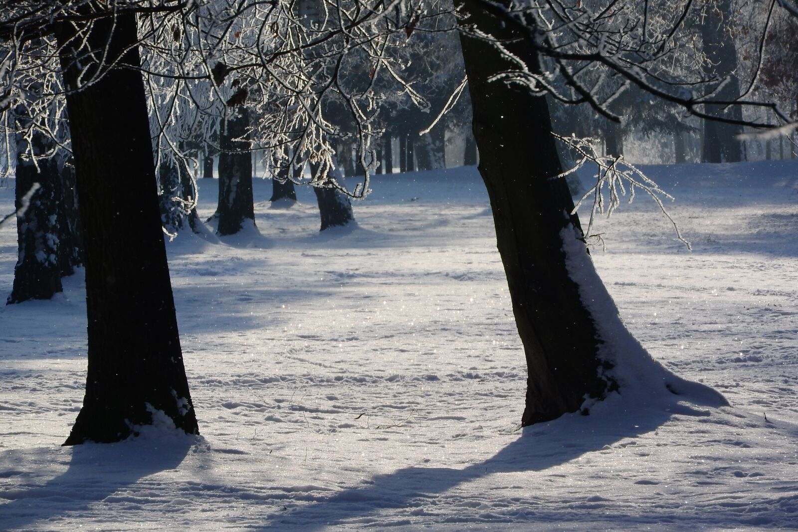 Nikon Coolpix P610 sample photo. Snow, trees, park photography