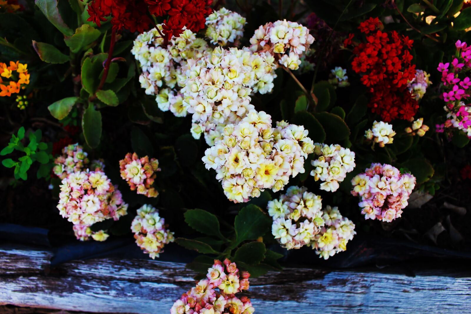 Canon EOS 700D (EOS Rebel T5i / EOS Kiss X7i) sample photo. Tiny, flowers, nature photography