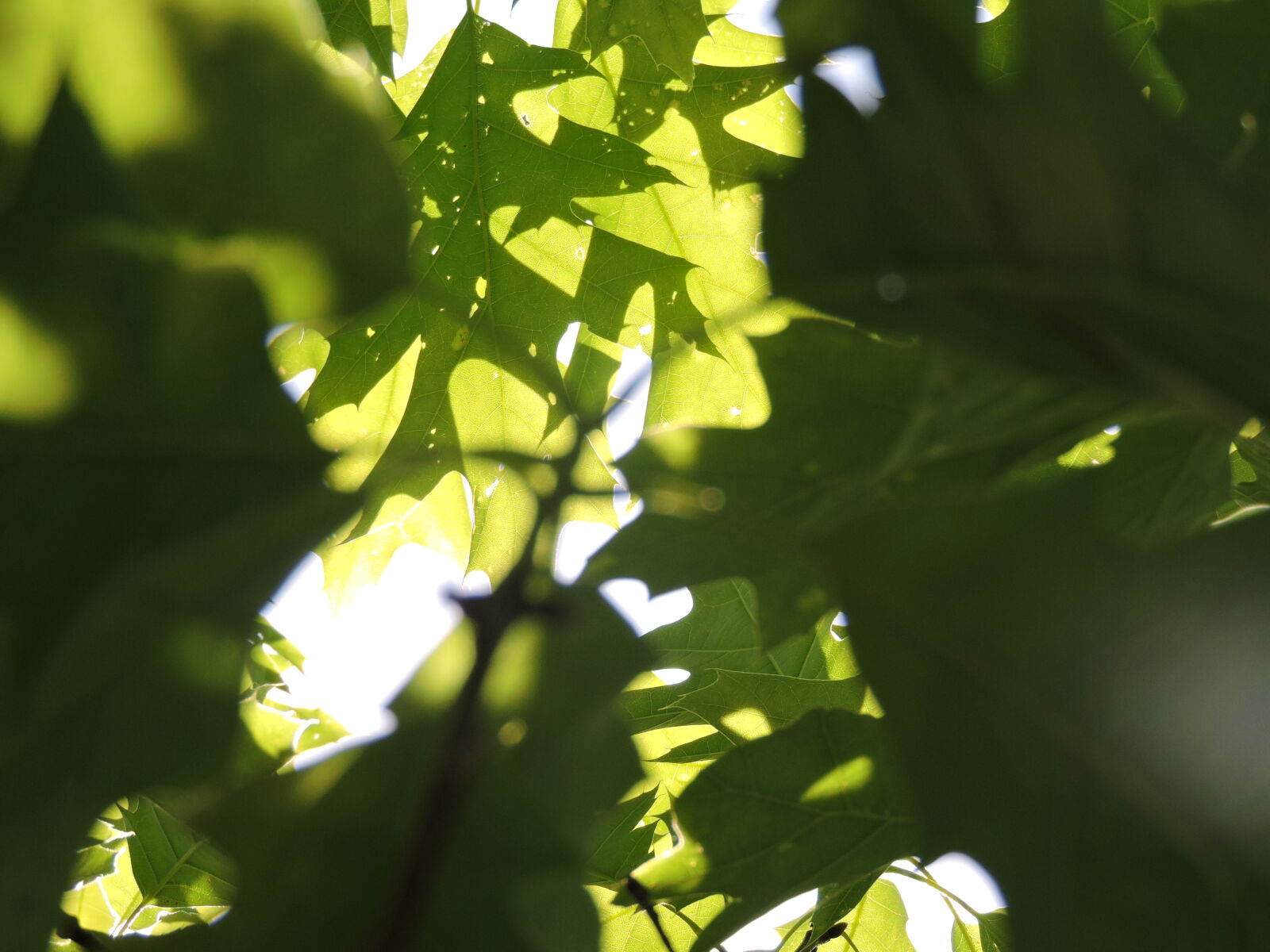 Nikon Coolpix P530 sample photo. Leafs, oak, tree, sunshine photography