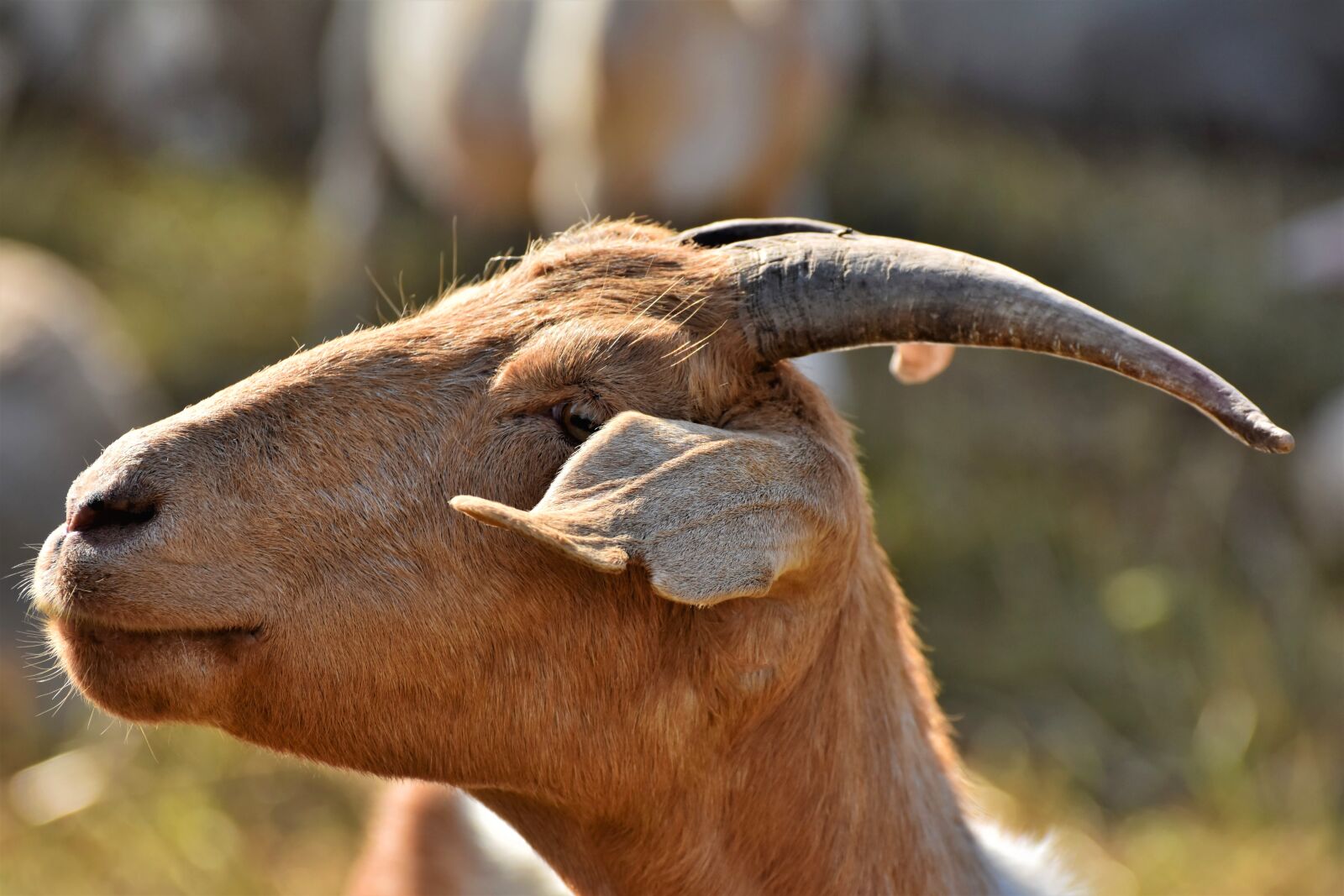 Nikon D7200 sample photo. Goat, billy goat, goat photography