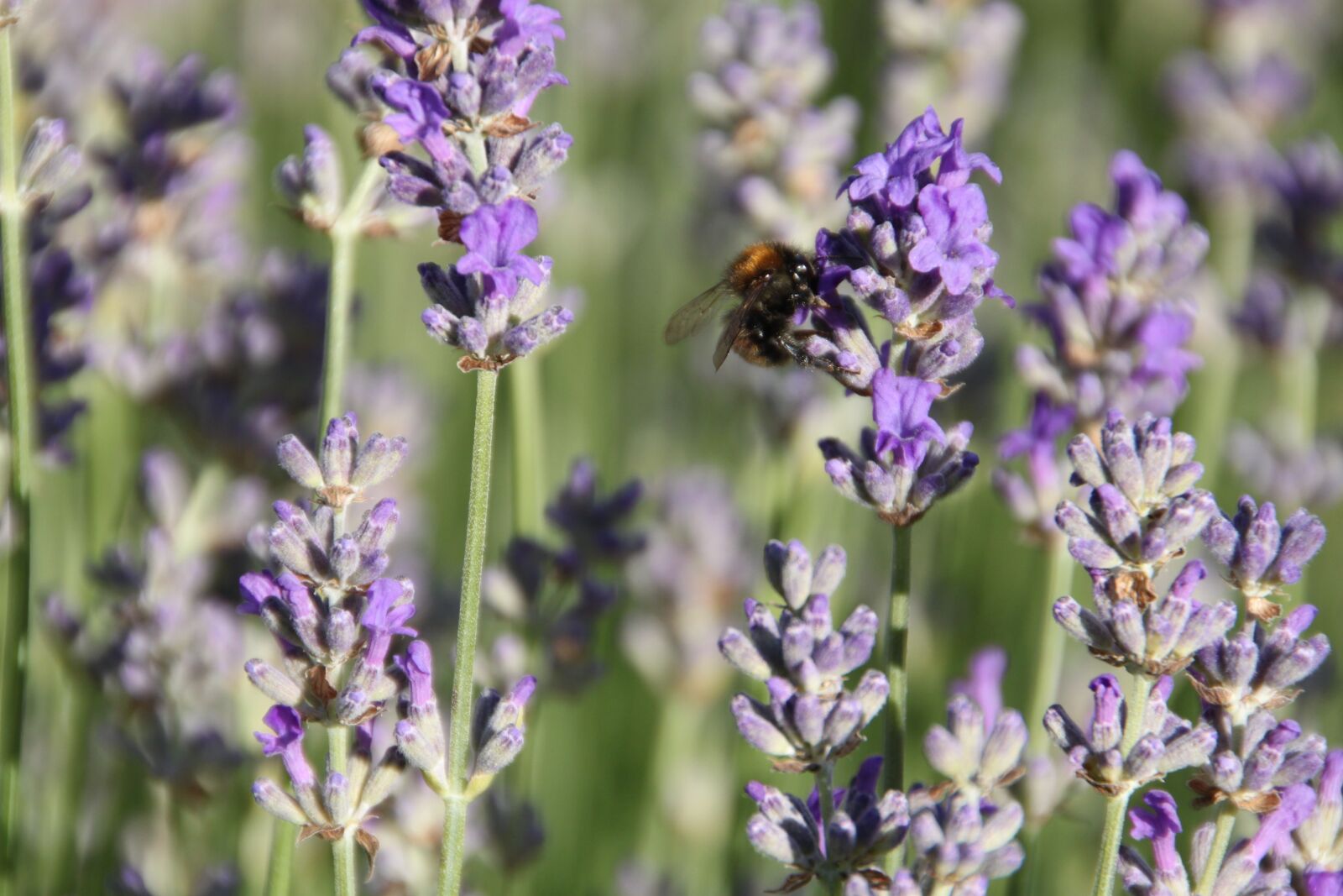 Canon EOS 500D (EOS Rebel T1i / EOS Kiss X3) sample photo. Lavender, blossom, bloom photography
