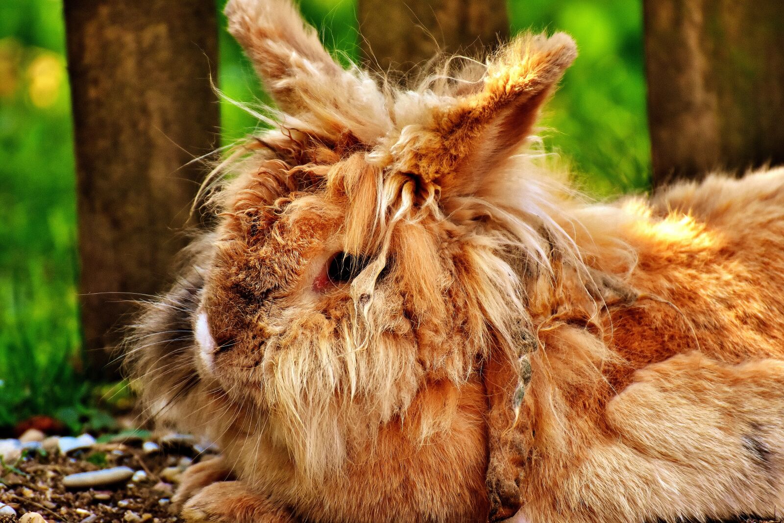 Nikon D7200 sample photo. Wild rabbit, cute, funny photography