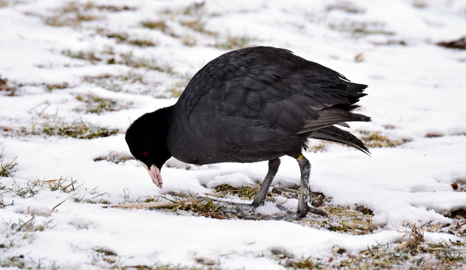 Nikon D3300 sample photo. Coot, blessralle, ralle photography