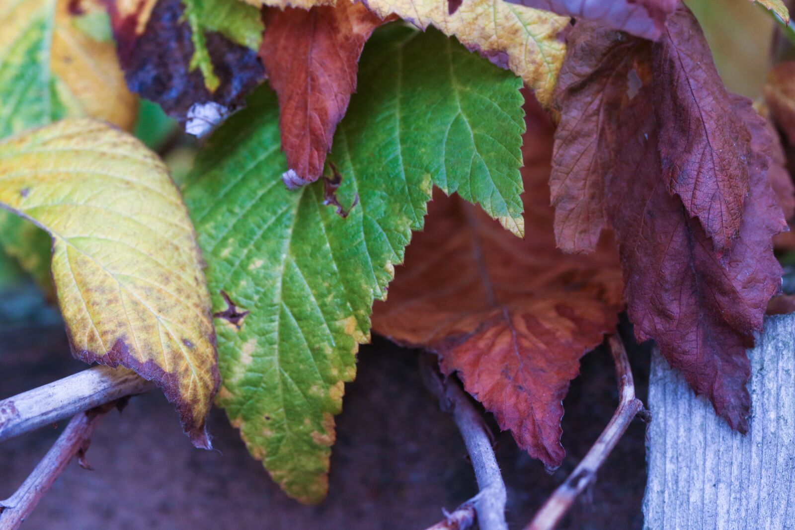 Canon EOS 7D Mark II sample photo. Autumn leaves, fall, nature photography