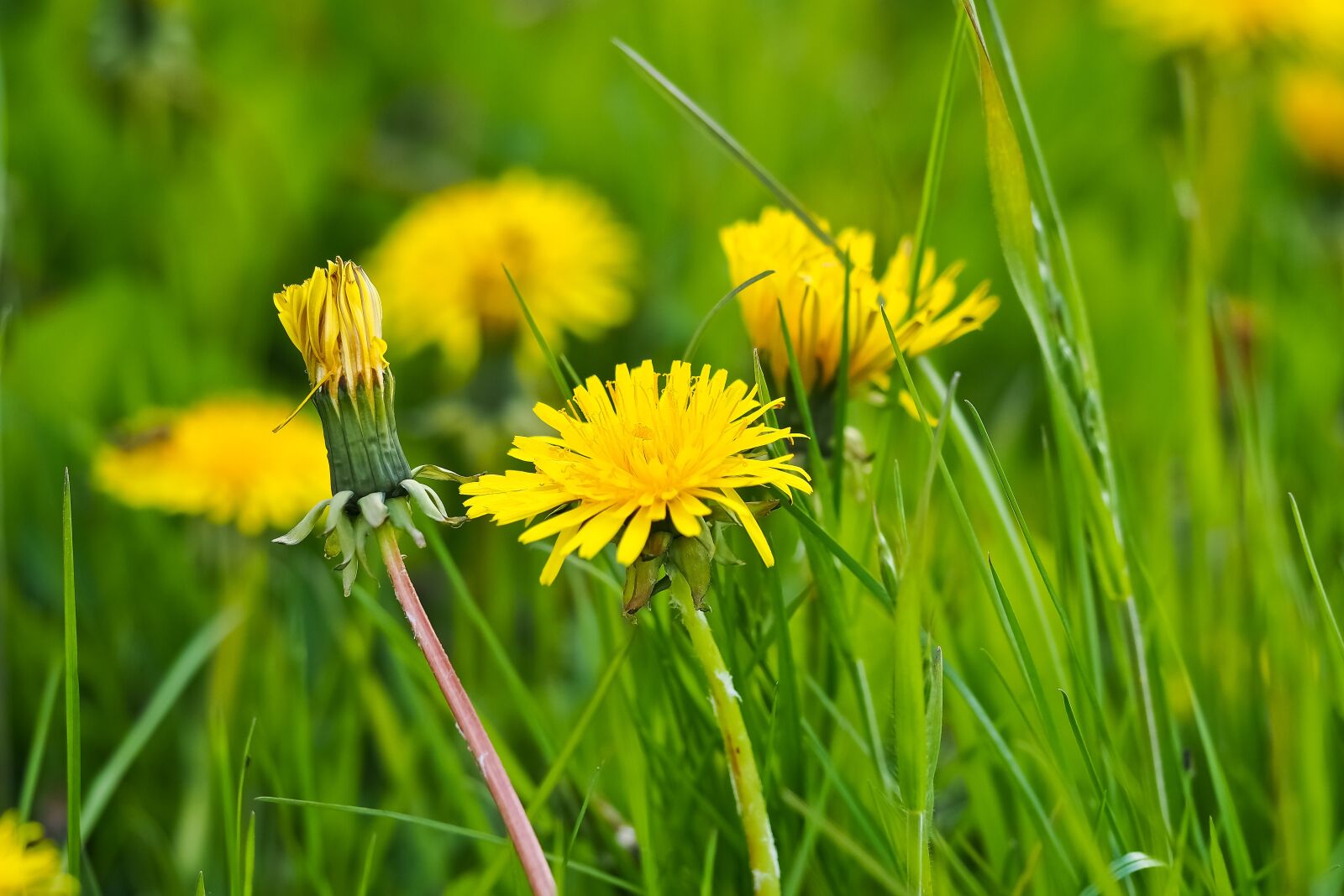 Olympus OM-D E-M10 sample photo. Dandelion, flower, blossom photography