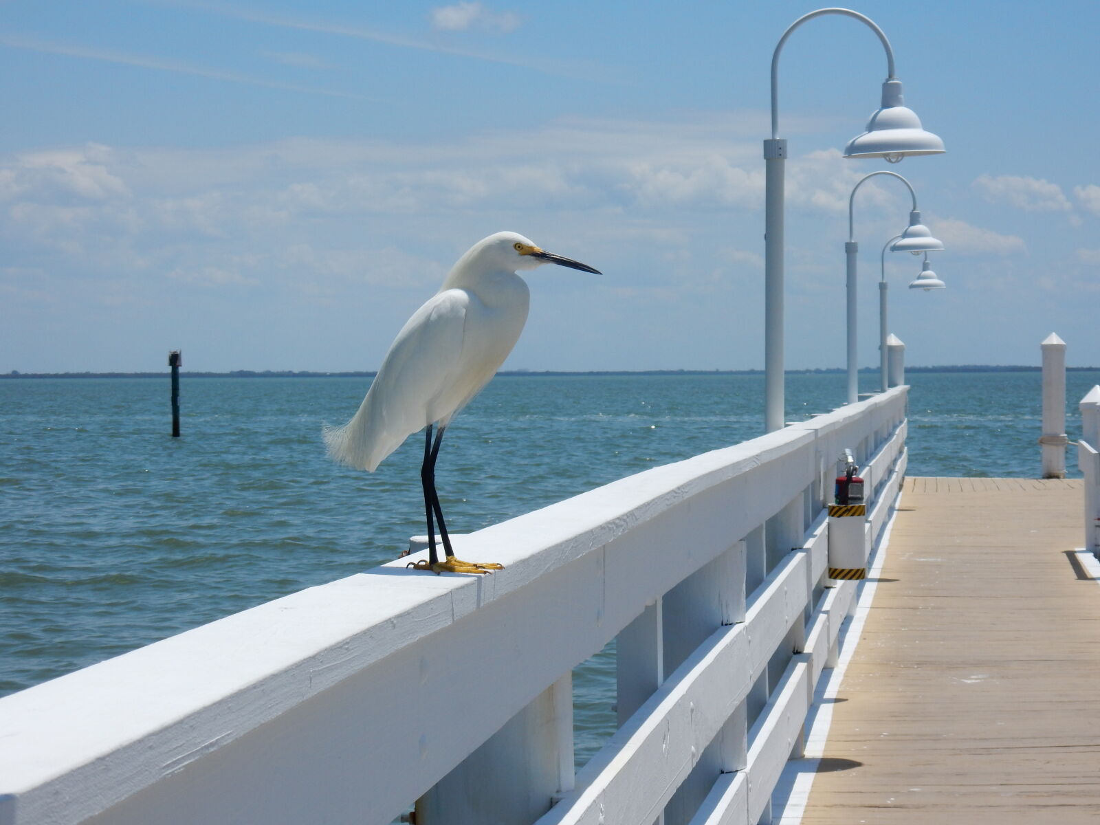 Nikon Coolpix S9900 sample photo. Bird, dock, egret, pier photography