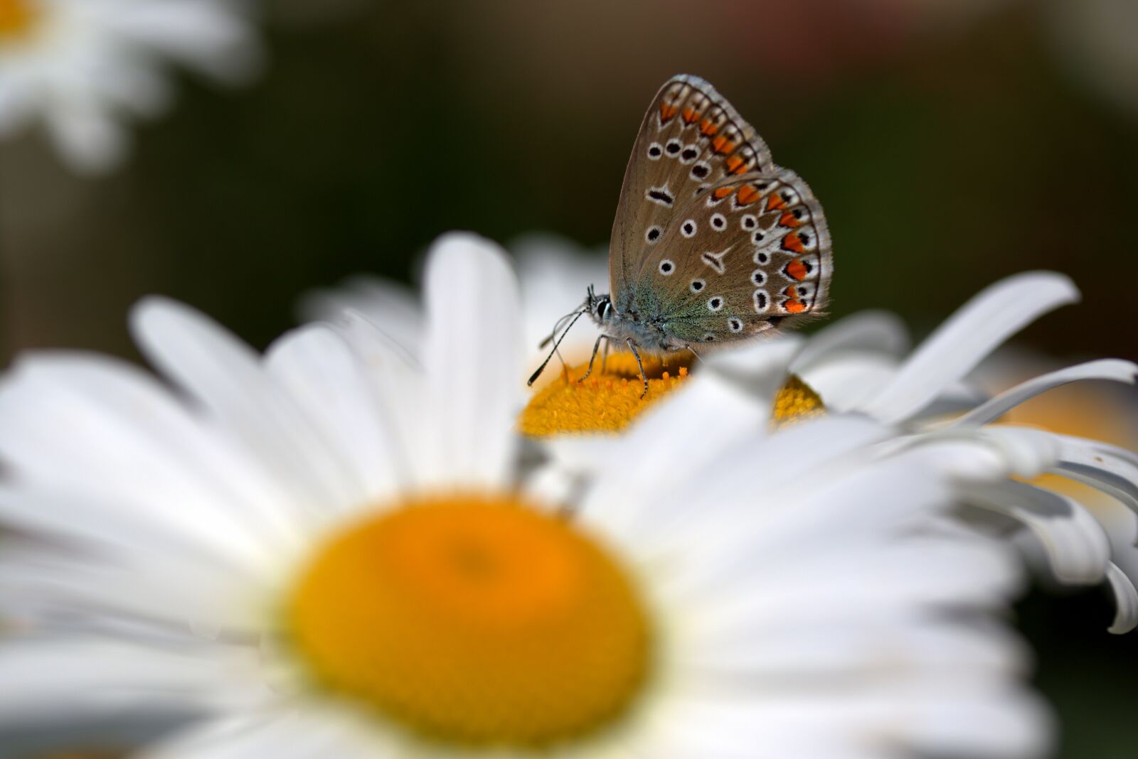 Canon EOS 7D Mark II sample photo. Butterfly, daisy, insecta photography