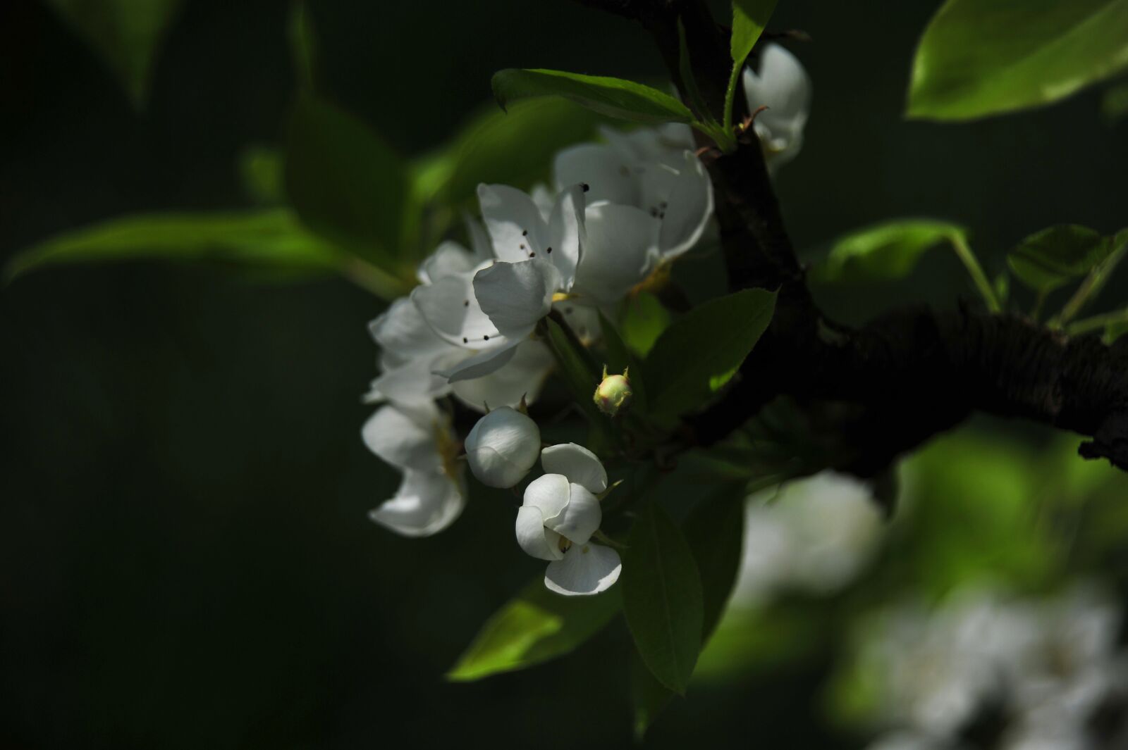 Nikon D700 sample photo. Spring, flowers, nature photography