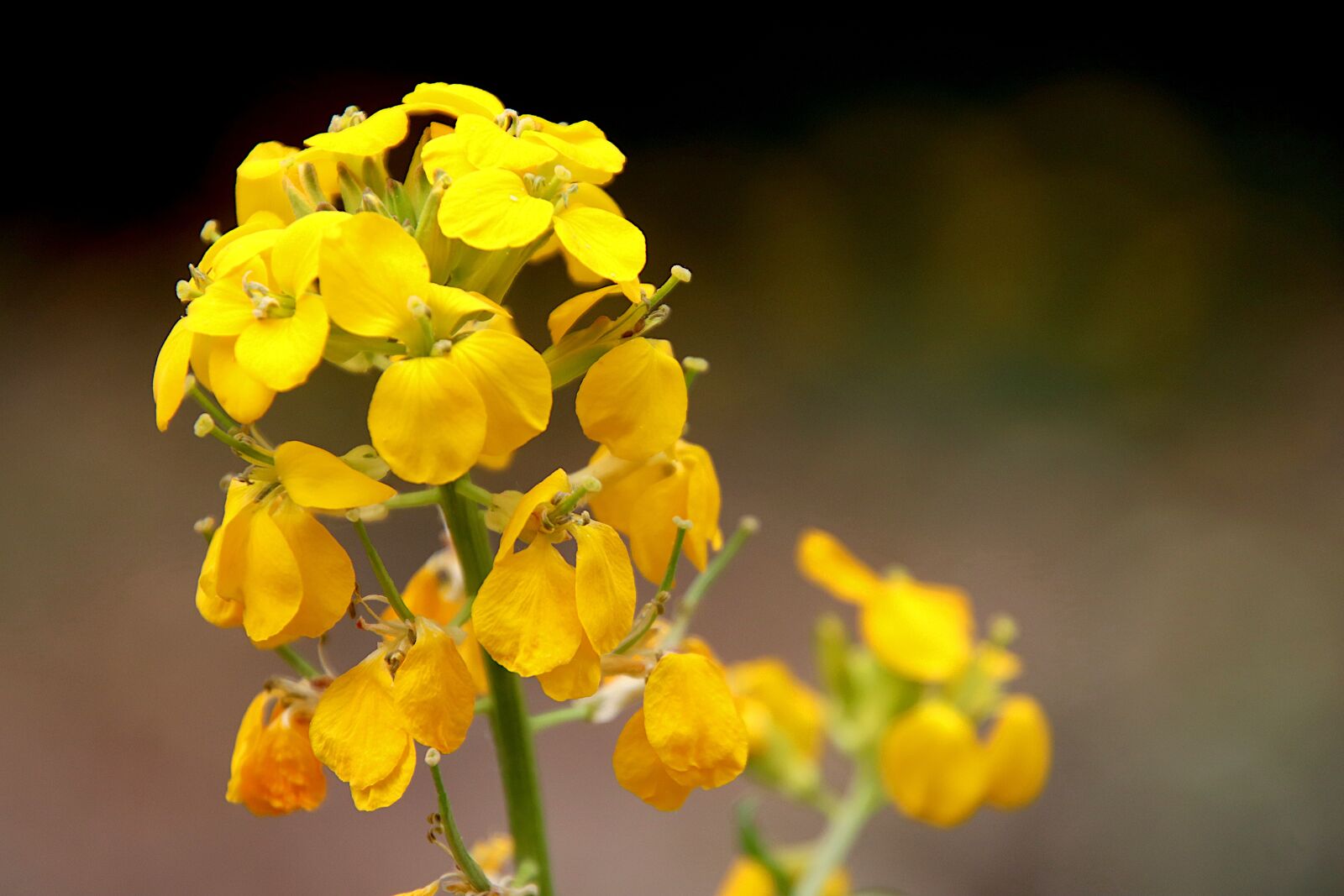 Canon EOS 800D (EOS Rebel T7i / EOS Kiss X9i) sample photo. Wallflower, flowers, plants photography