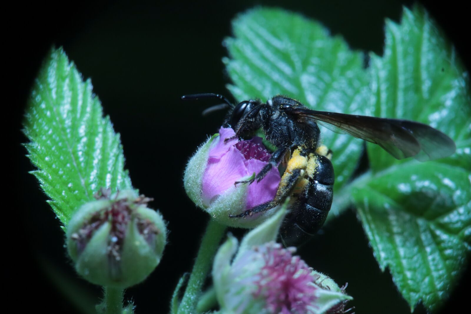 Canon EOS M50 (EOS Kiss M) sample photo. Insects, garden, pollination photography
