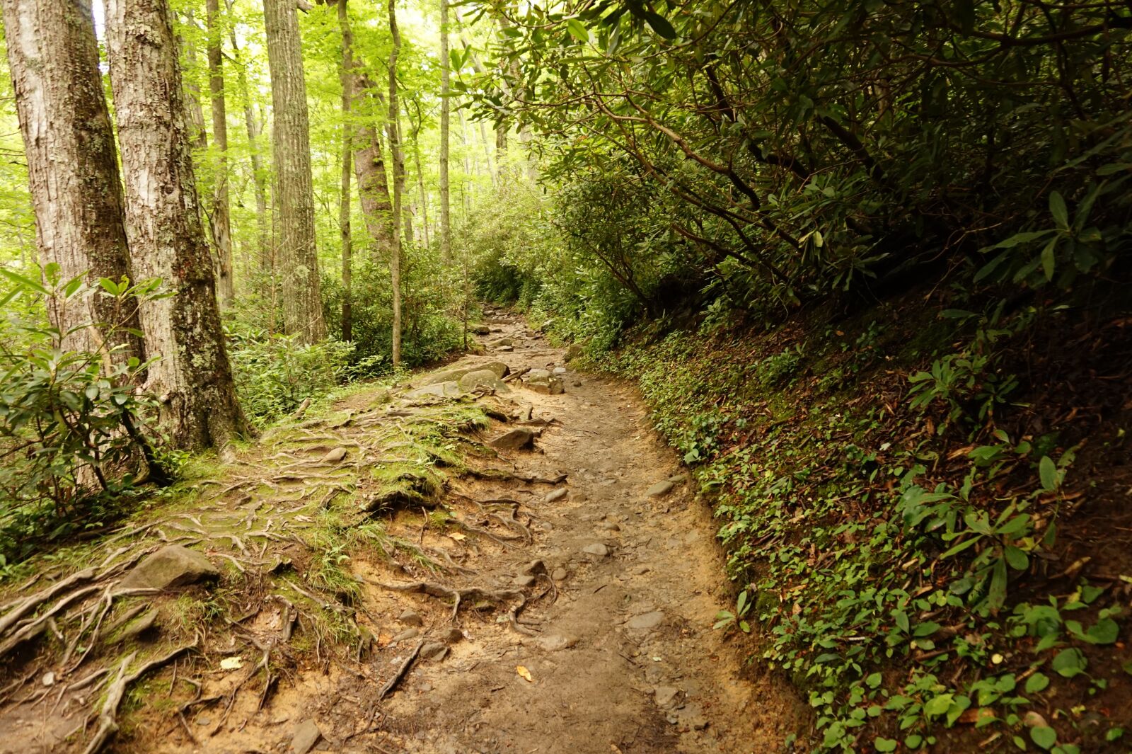Sony Alpha a5000 (ILCE 5000) sample photo. Trail, hiking, green photography