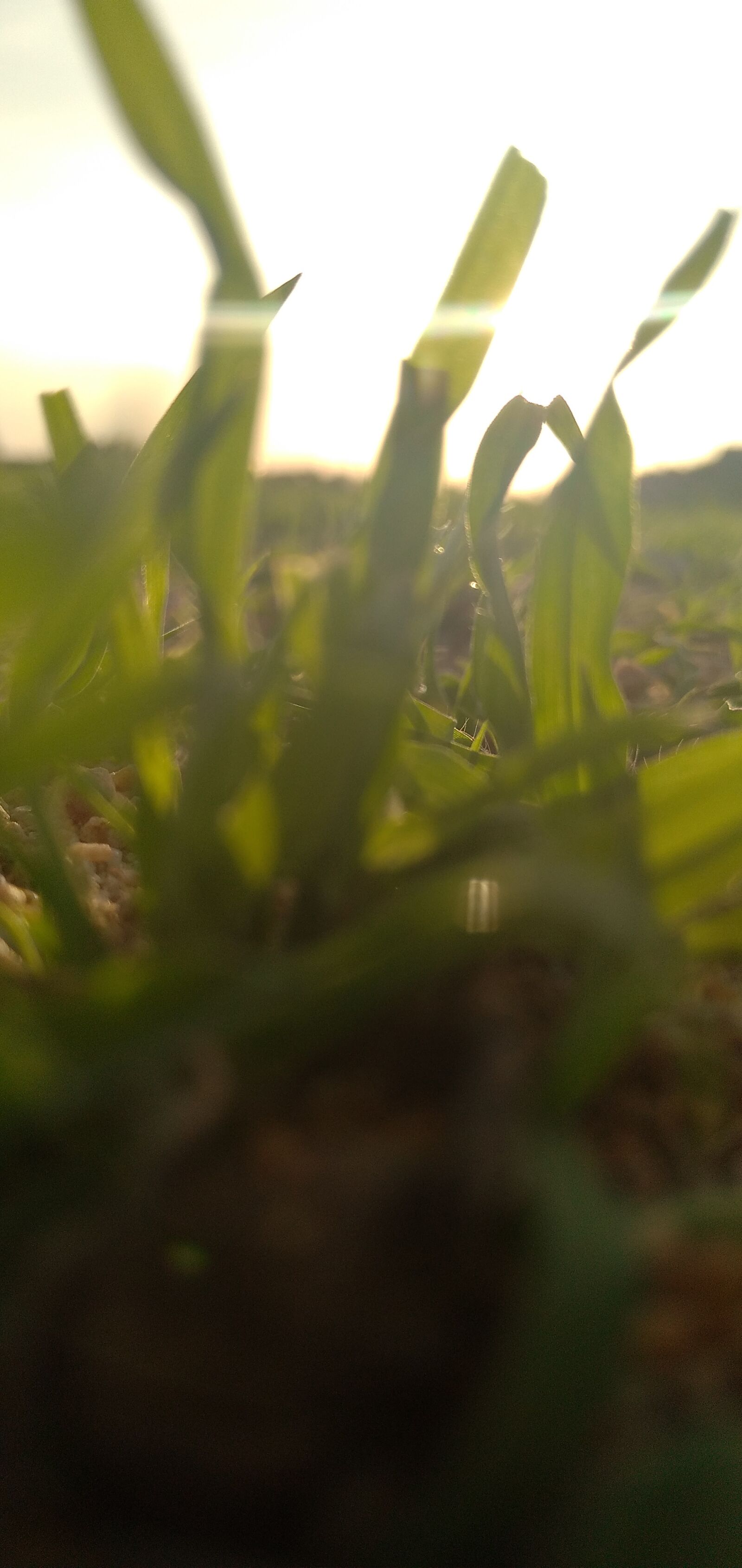 Xiaomi Redmi 8 sample photo. Grassland, green, greenhouse photography