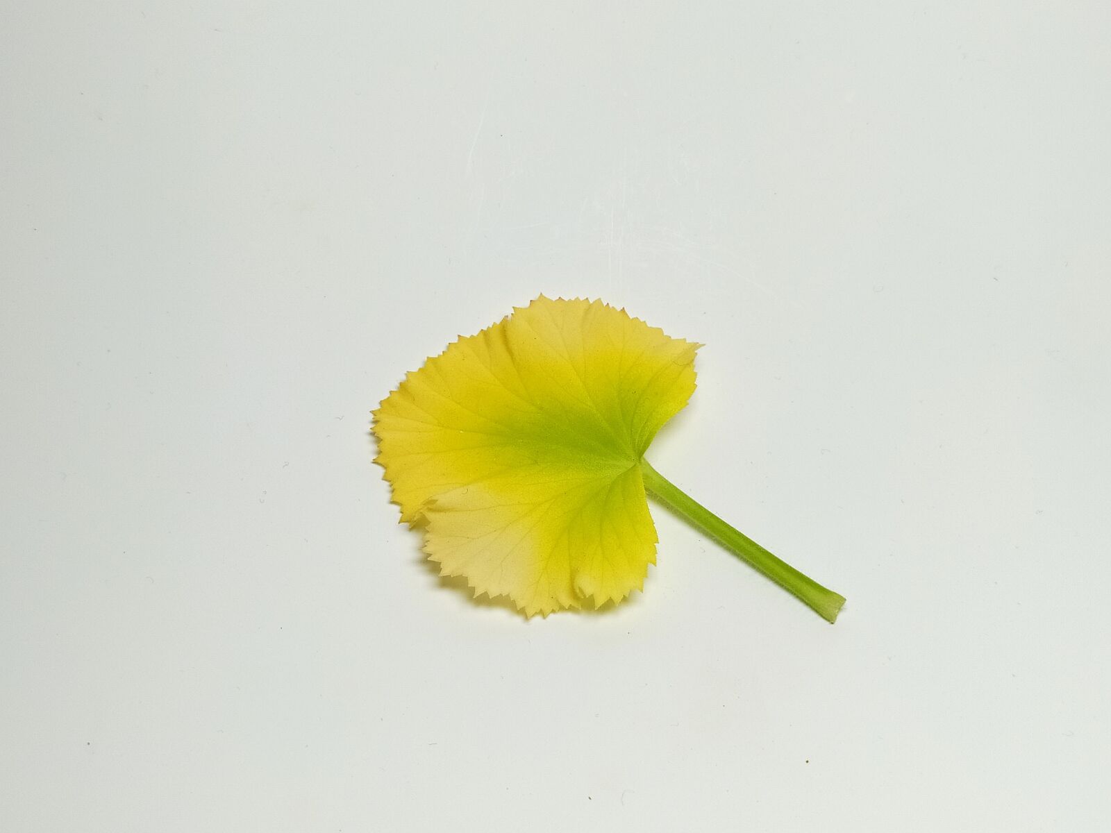 Xiaomi Redmi Note 8 sample photo. Green, yellow, leaf photography