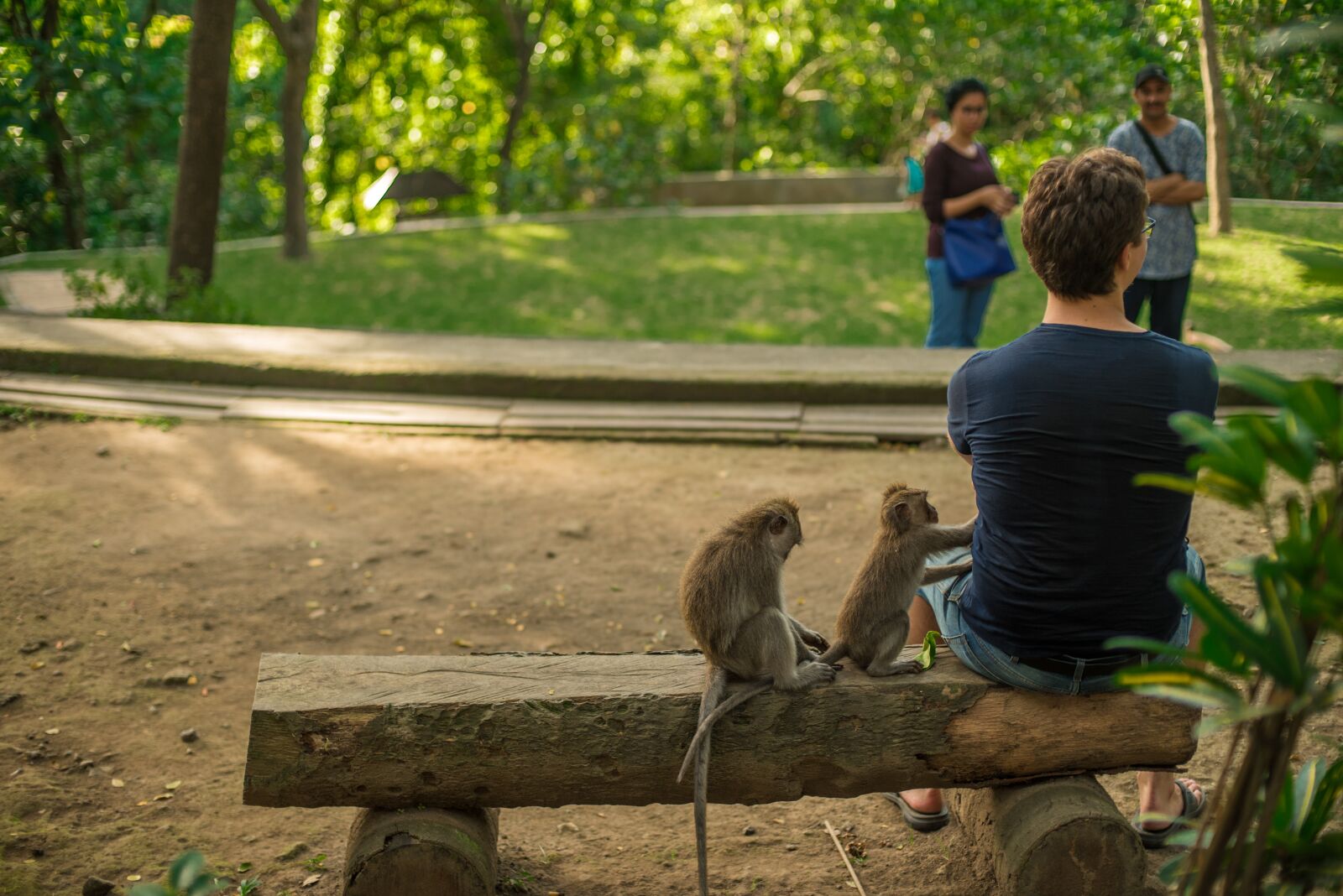 Nikon D750 sample photo. Bali, indonesia, monkey photography