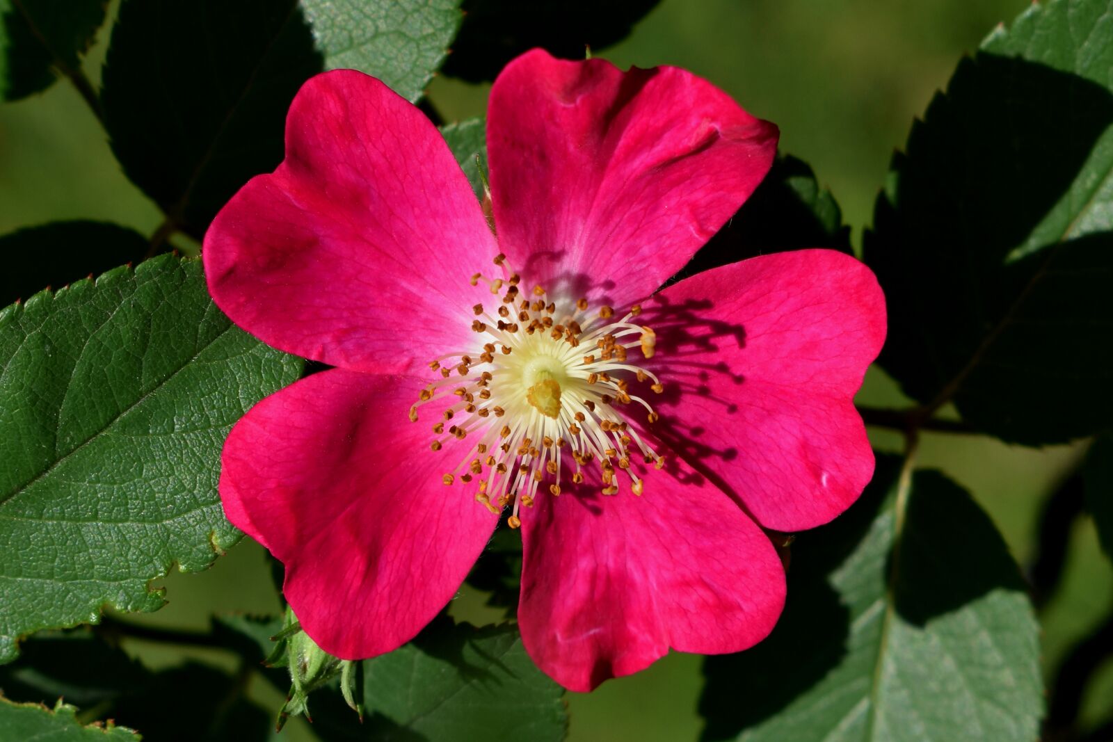 Nikon D3500 sample photo. Rose, flower, pink photography