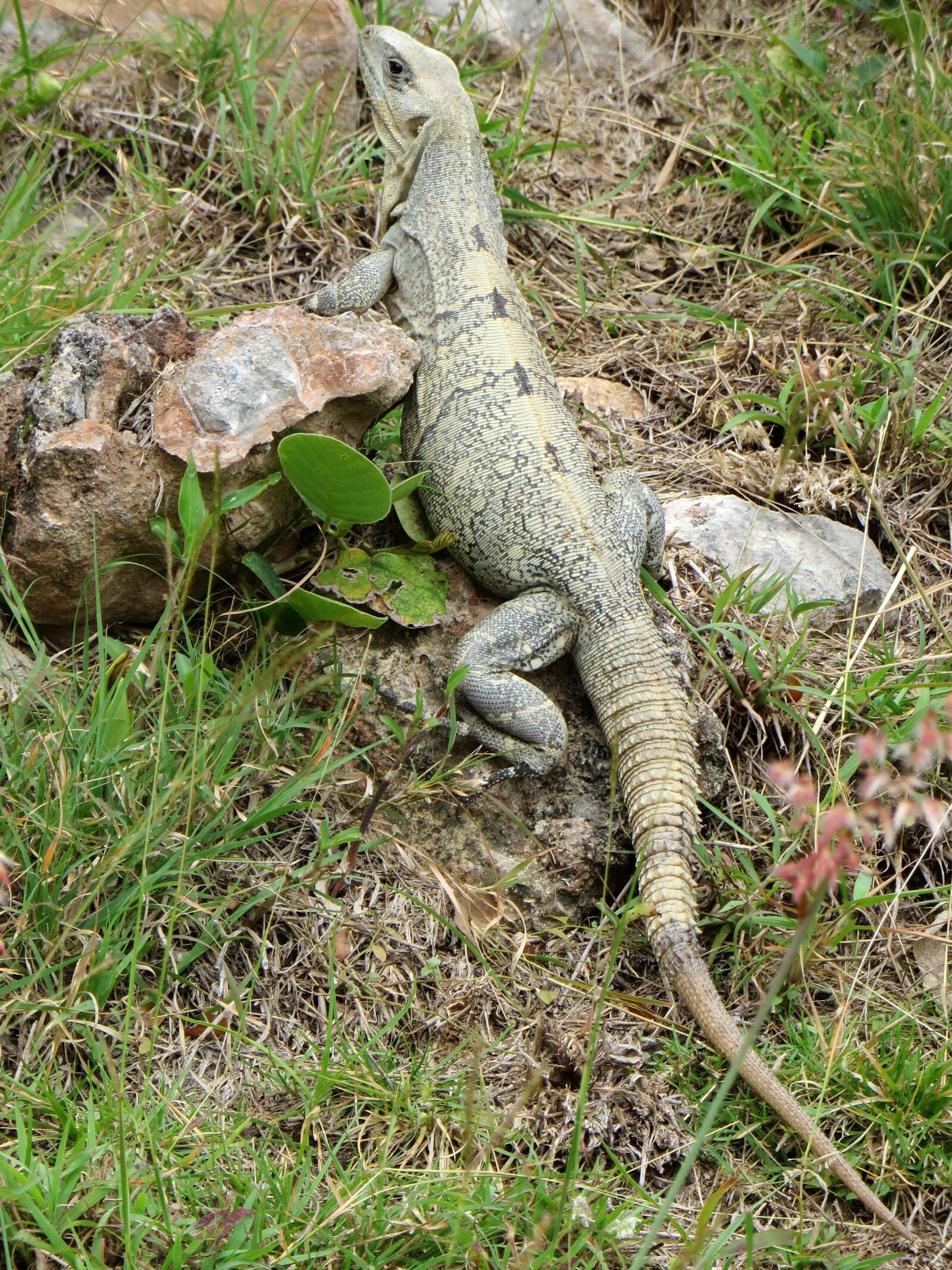 Canon PowerShot SX270 HS sample photo. Iguana, reptile, dinosaur photography