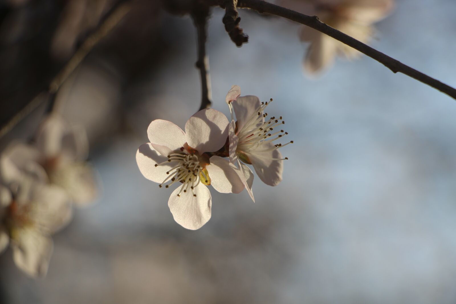 Canon EOS 600D (Rebel EOS T3i / EOS Kiss X5) + Canon EF-S 18-135mm F3.5-5.6 IS STM sample photo. Spring, spring flower, blossom photography