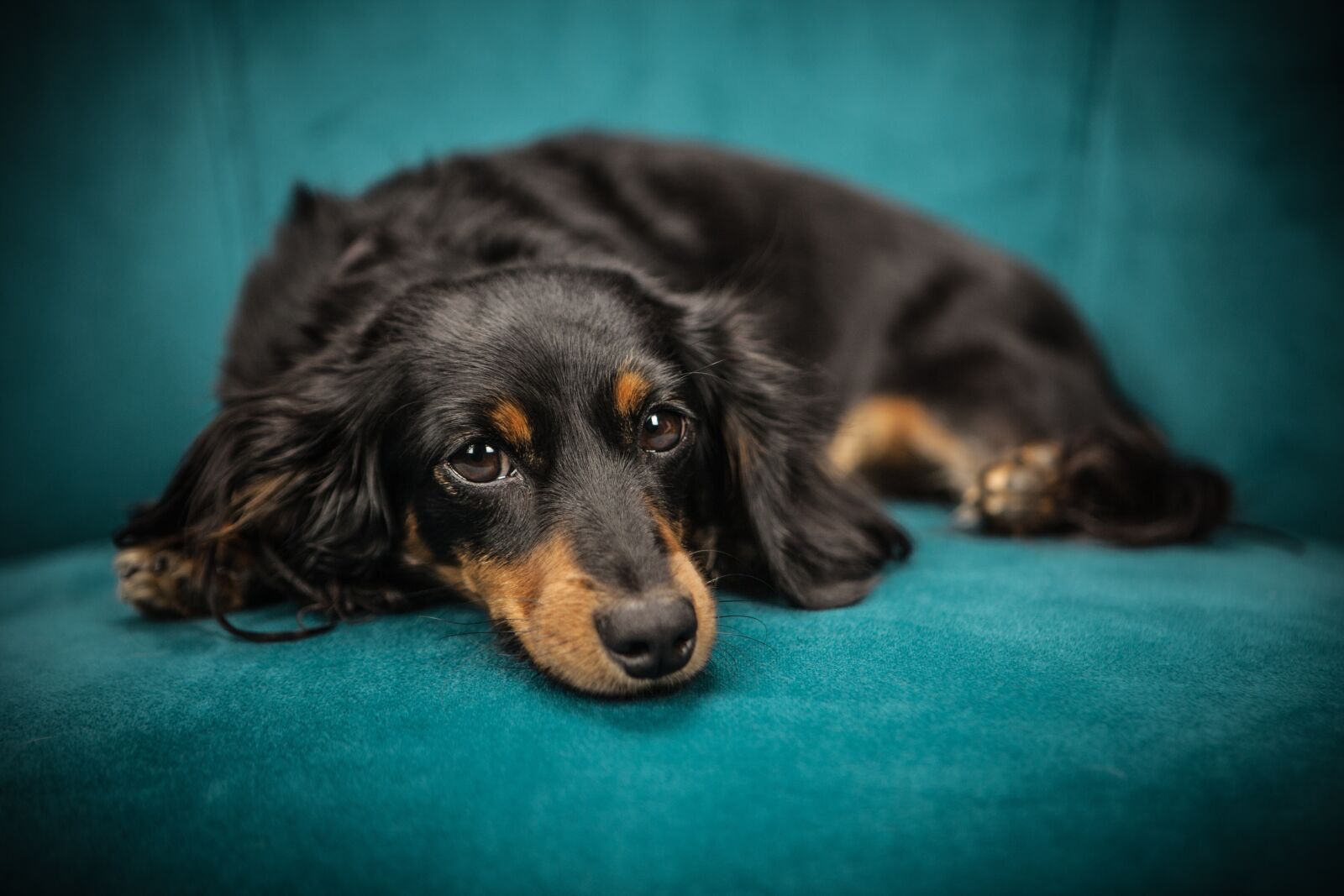 Canon EOS 5D Mark II sample photo. Dog, puppy, pet photography