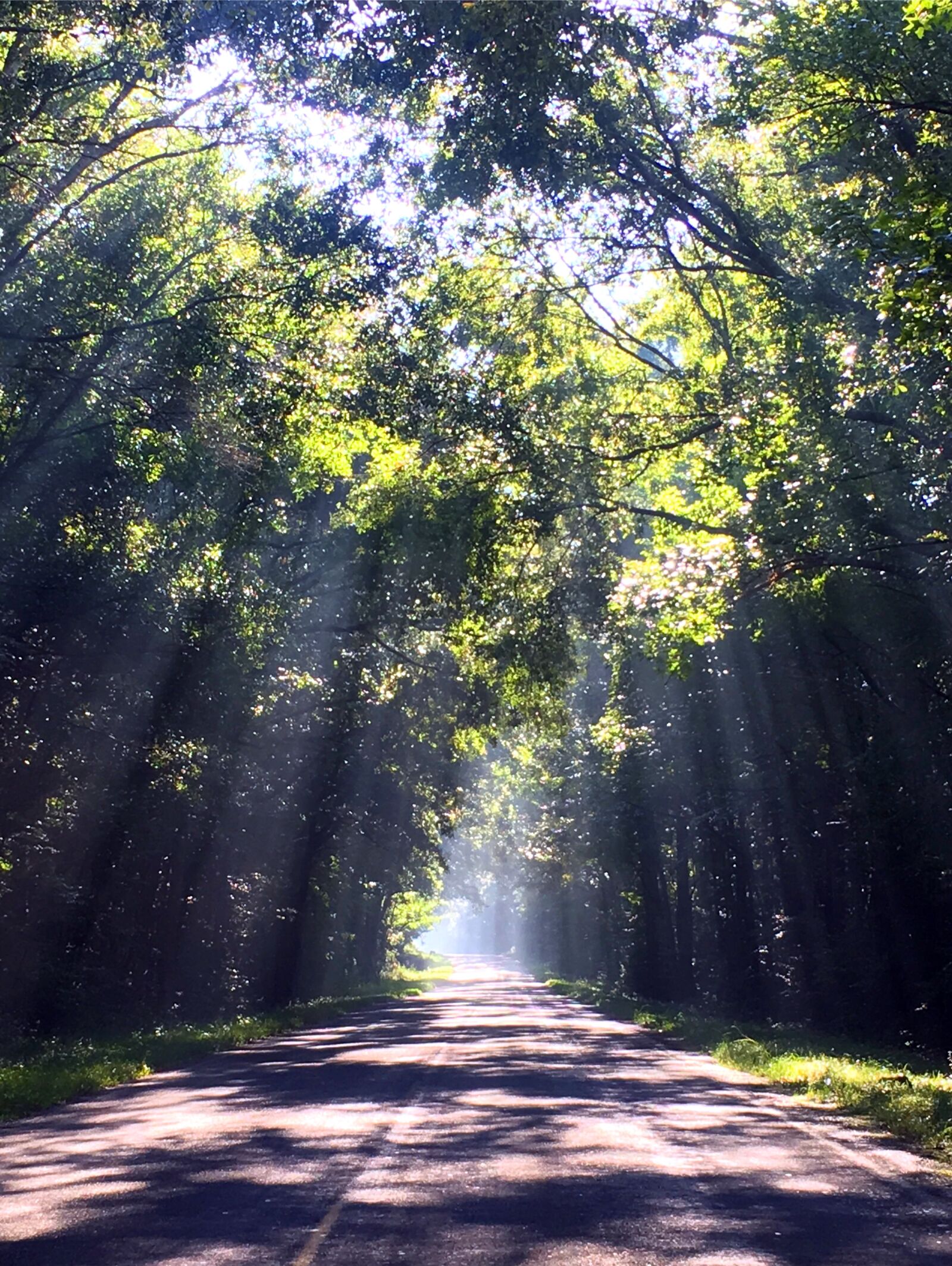 iPhone 6s back camera 4.15mm f/2.2 sample photo. Backroad, morning, glory, morning photography