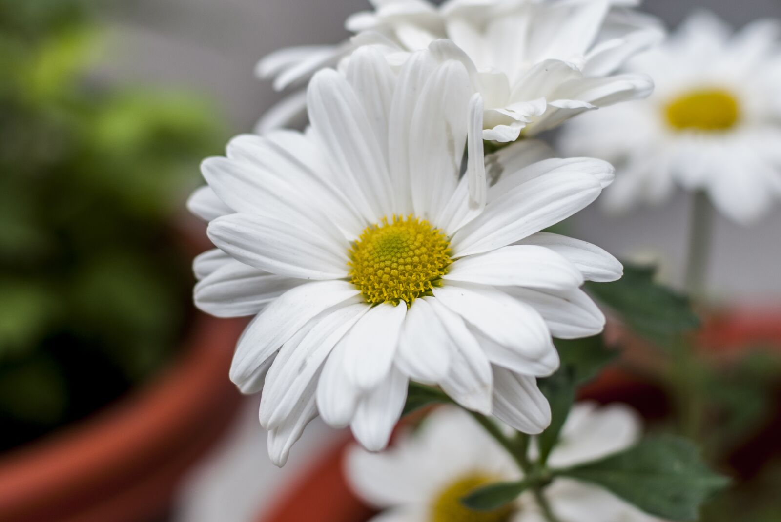 Nikon D60 sample photo. Flower, beautiful, nature photography
