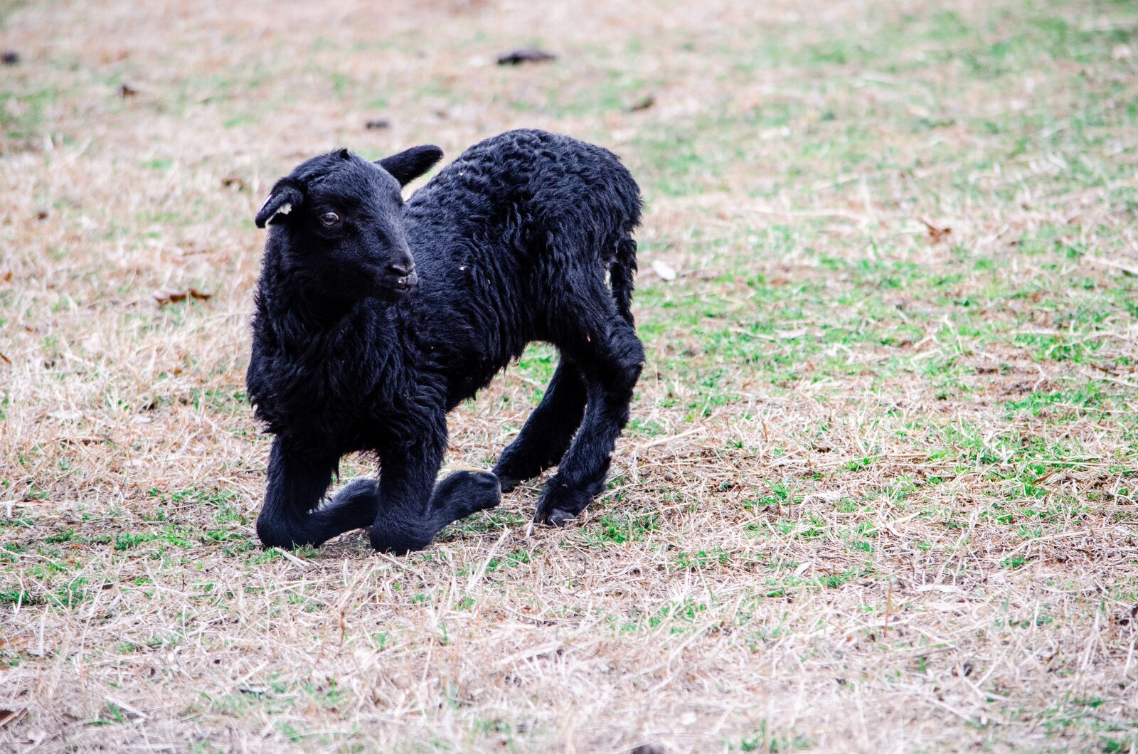 Nikon D7000 sample photo. Lamb, sheep, black photography