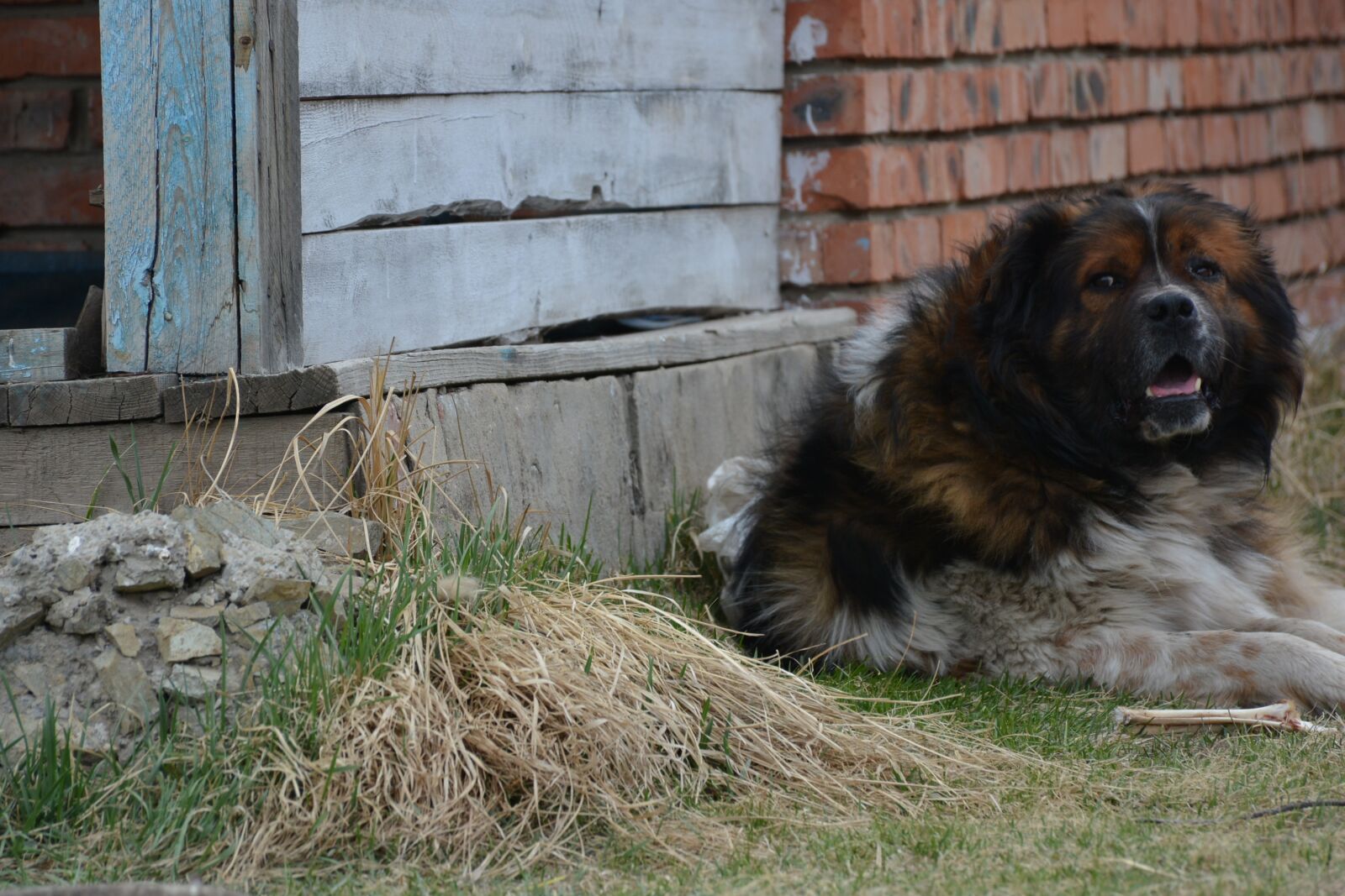 Nikon D7100 sample photo. Dog, pet, sitting photography