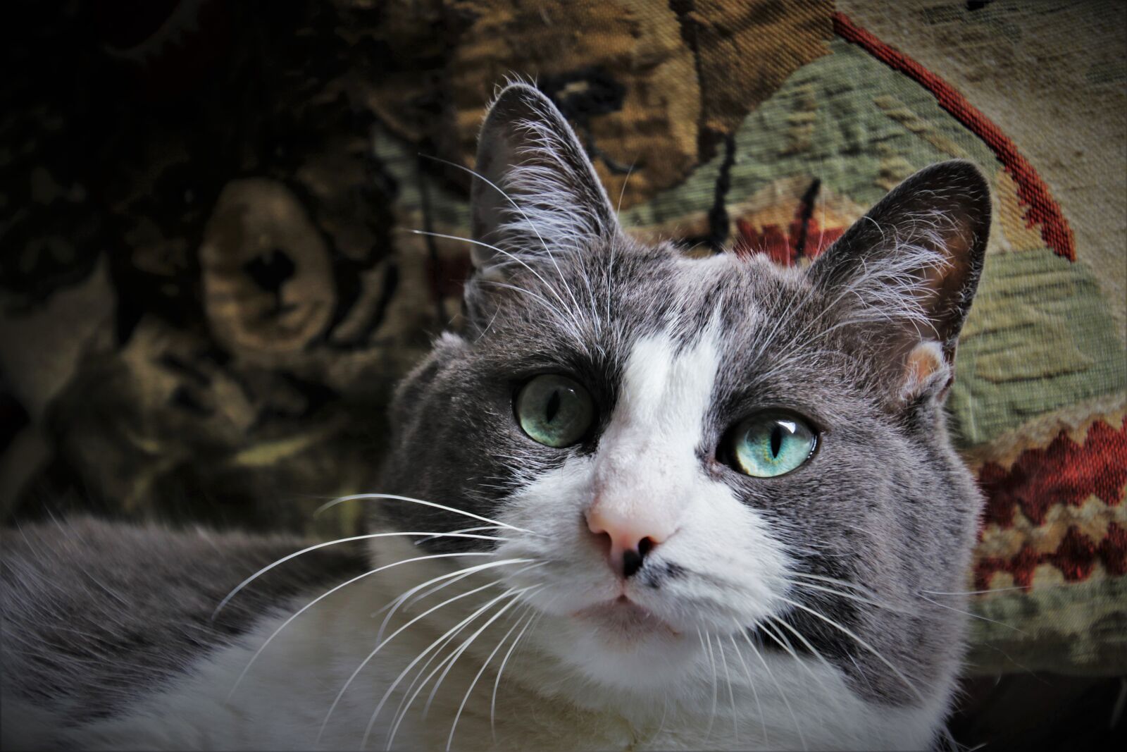Canon EOS 80D sample photo. Cat, mustache, head photography