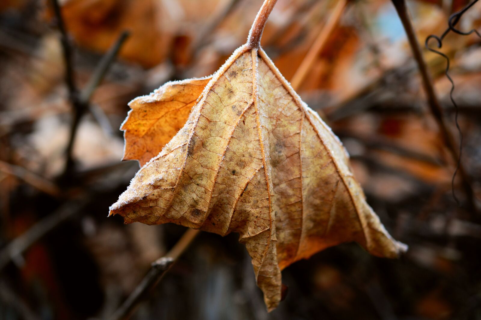 Nikon D5200 sample photo. Leaf, verwelktes sheet, frost photography