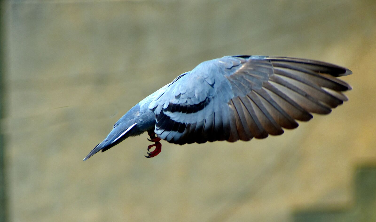 Nikon D5600 sample photo. Pigeon, flying, wings photography