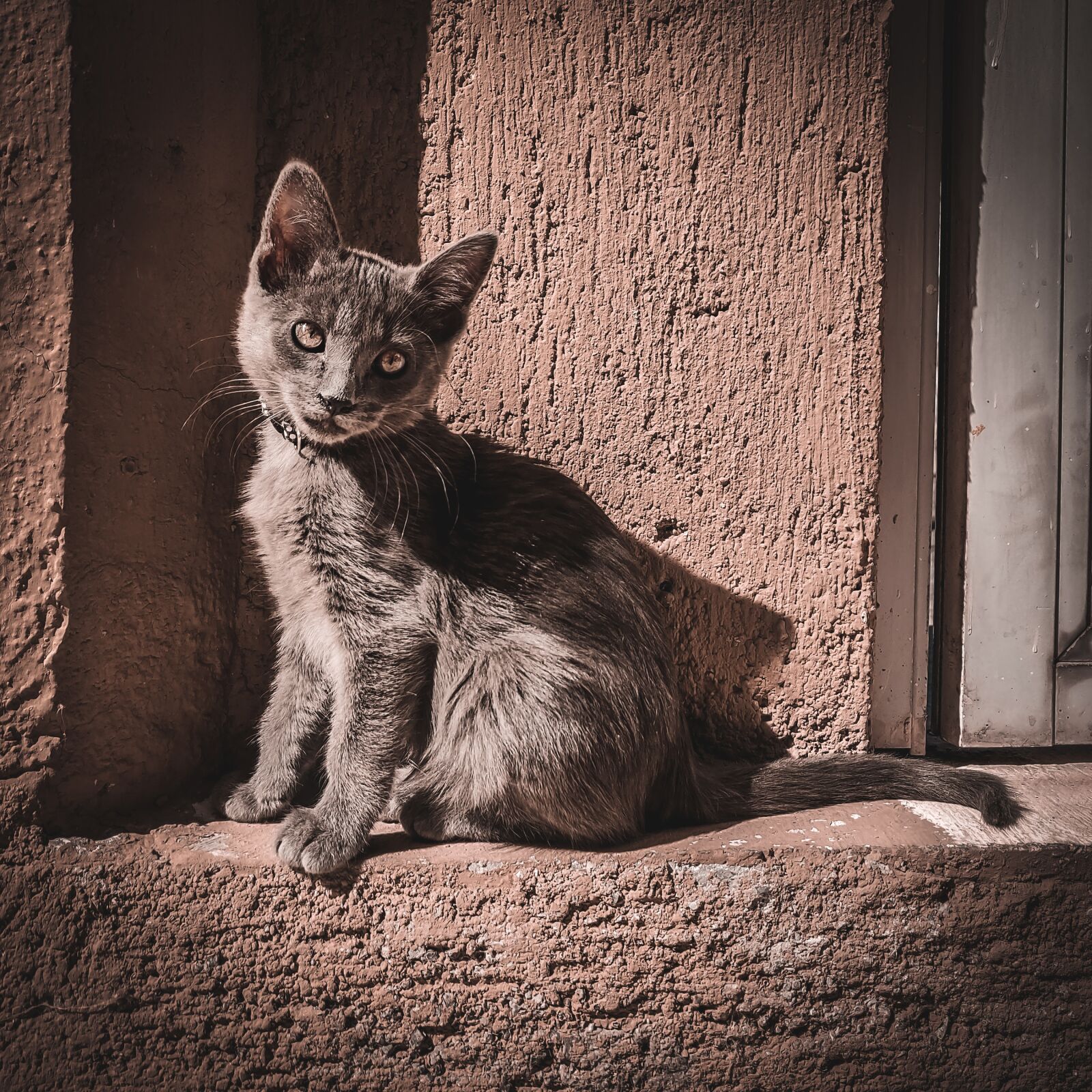 OnePlus A6000 sample photo. Cat, kitten, pet photography