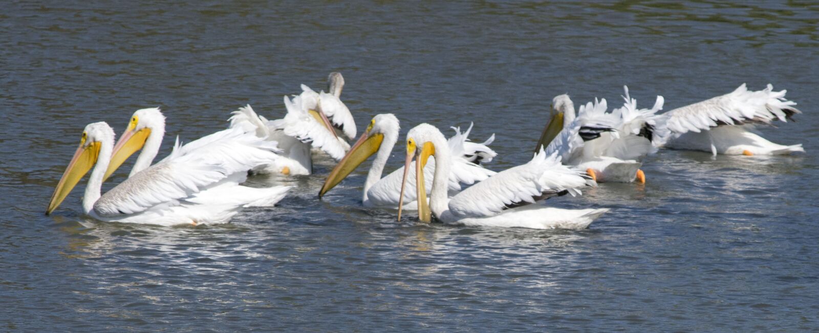 Nikon D3400 sample photo. Pelican, bird, waterfowl photography