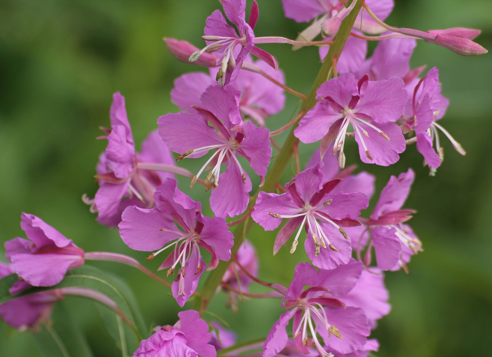 Canon EOS 350D (EOS Digital Rebel XT / EOS Kiss Digital N) sample photo. Nature, fireweed, summer photography