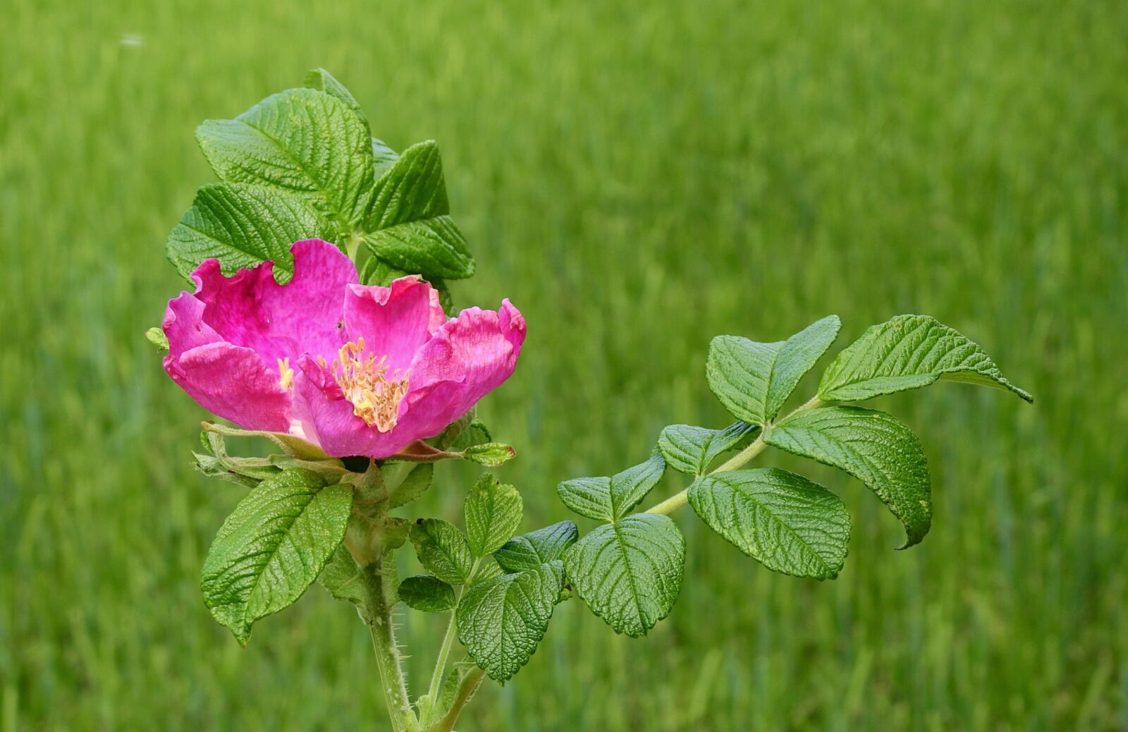 Nikon Coolpix P900 sample photo. Wild rose, flower, nature photography